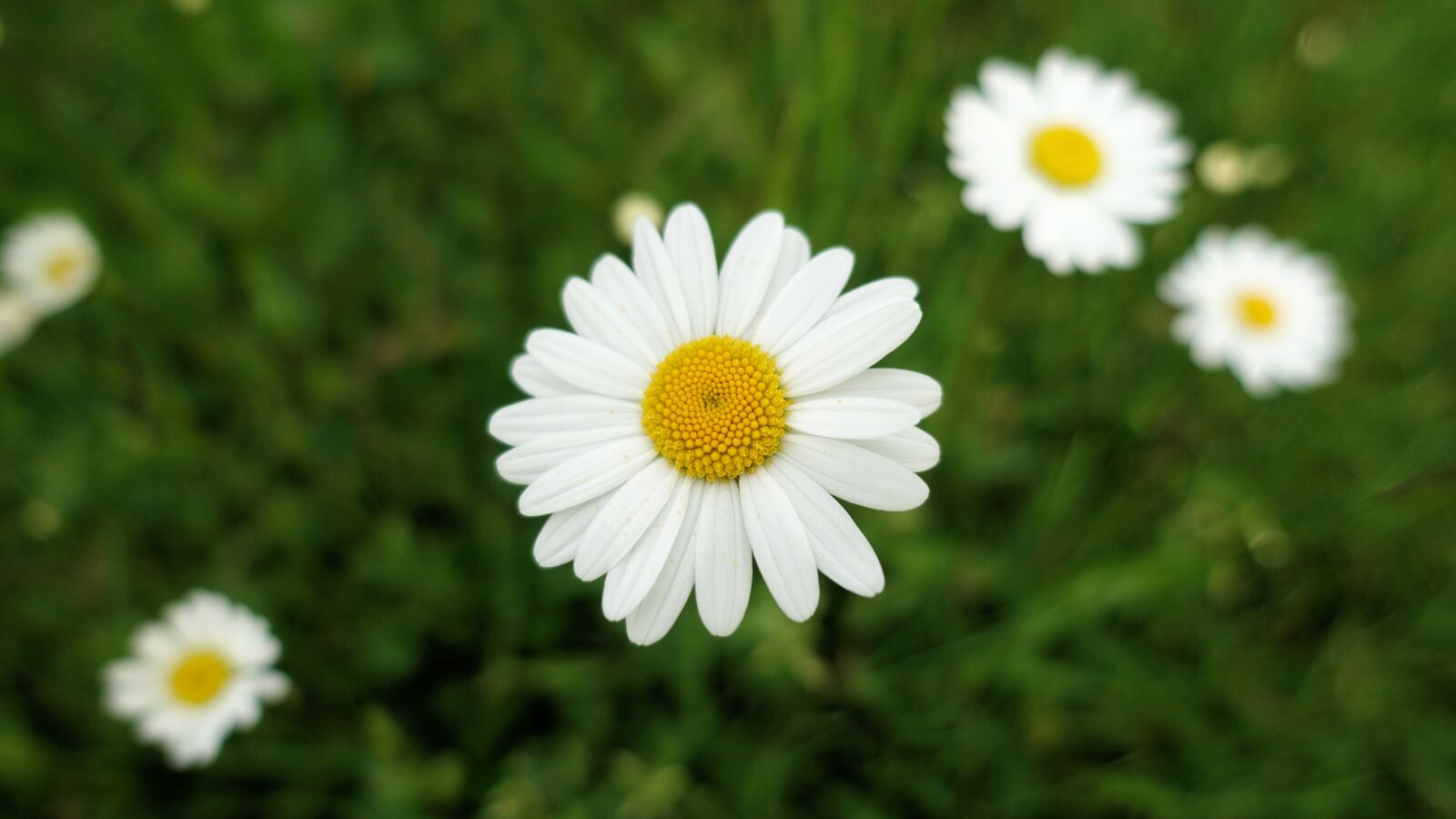 Sony Cyber-shot DSC-RX100 III sample photo. Daisy, close up, meadow photography