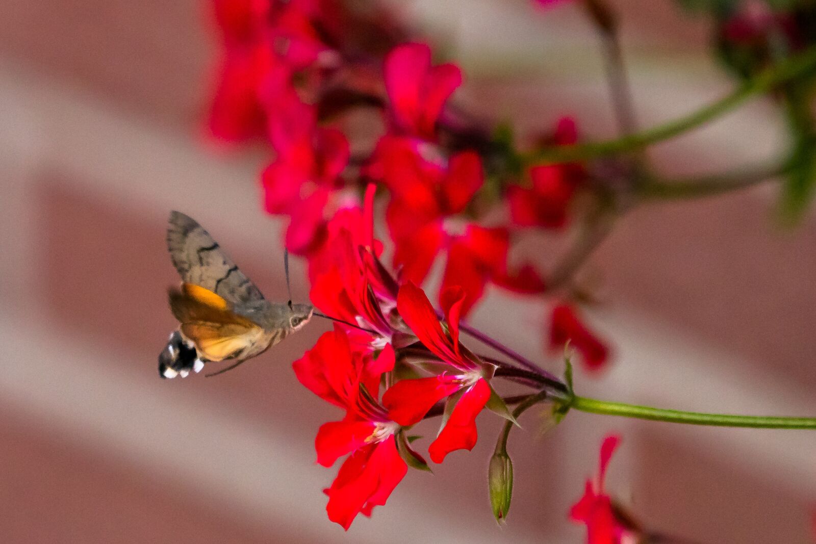 Canon EOS 80D sample photo. Butterfly, hummingbird hawk moth photography