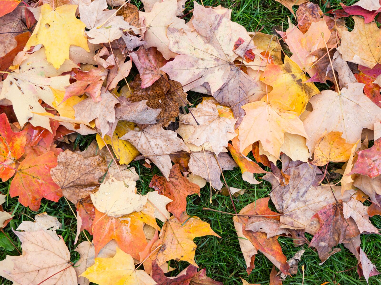 Olympus OM-D E-M10 sample photo. Leaves, fall, autumn photography