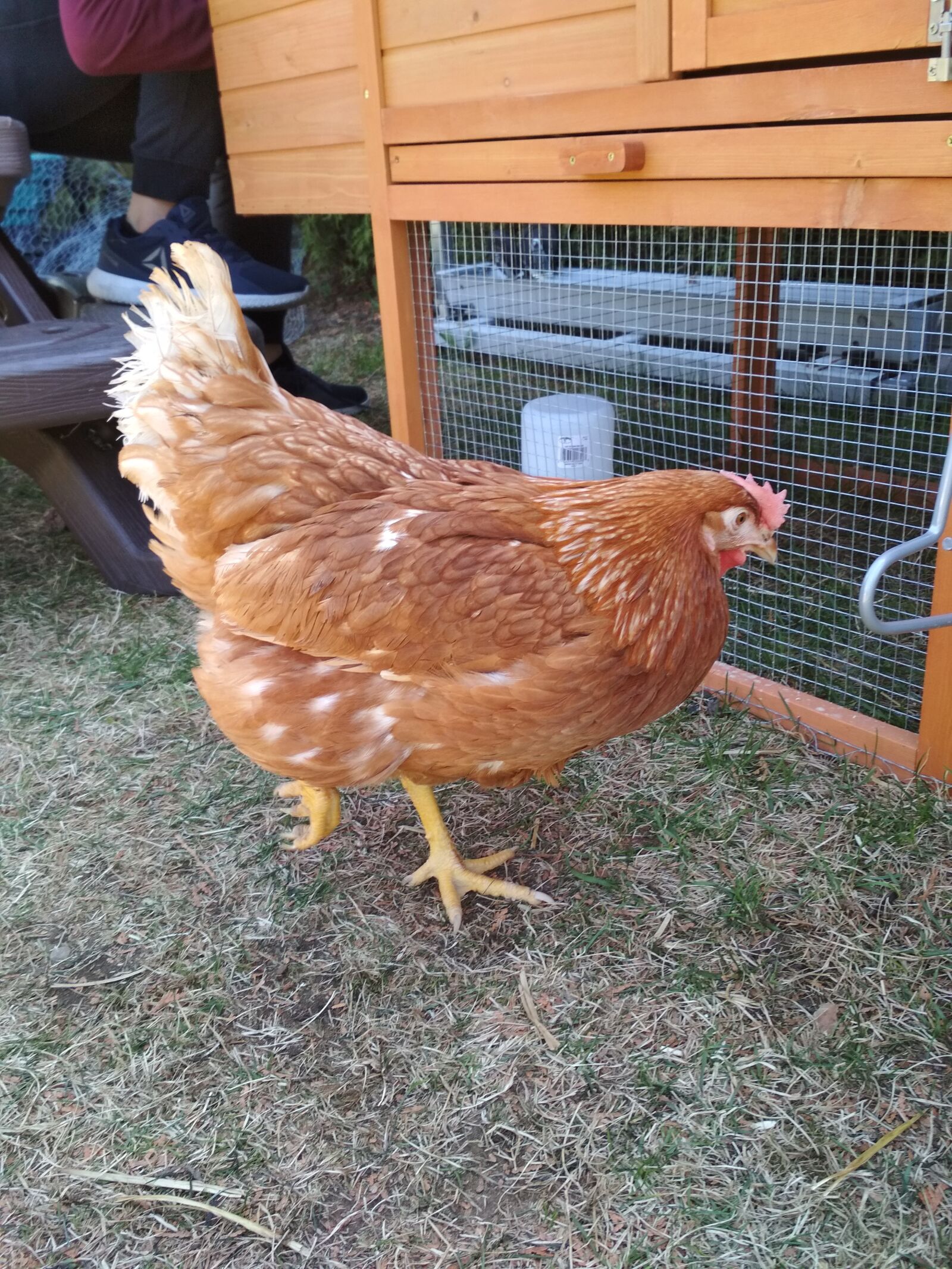 Xiaomi Redmi 4X sample photo. Brown hen, chicken, hen photography
