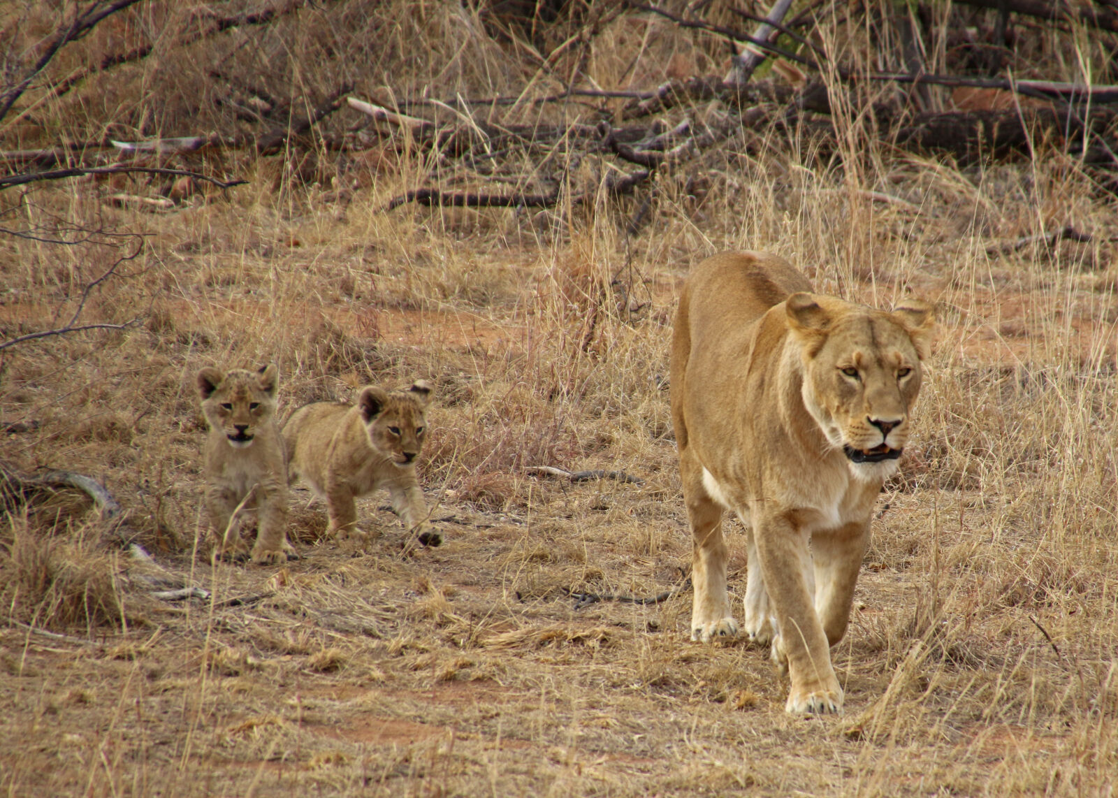 Canon EOS 7D Mark II sample photo. Animal, bushveld, cups, dry photography