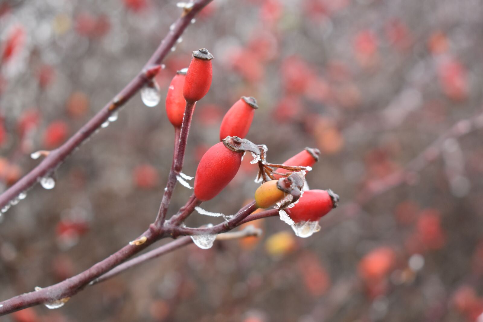 Nikon D5600 sample photo. Cold, winter, ice photography