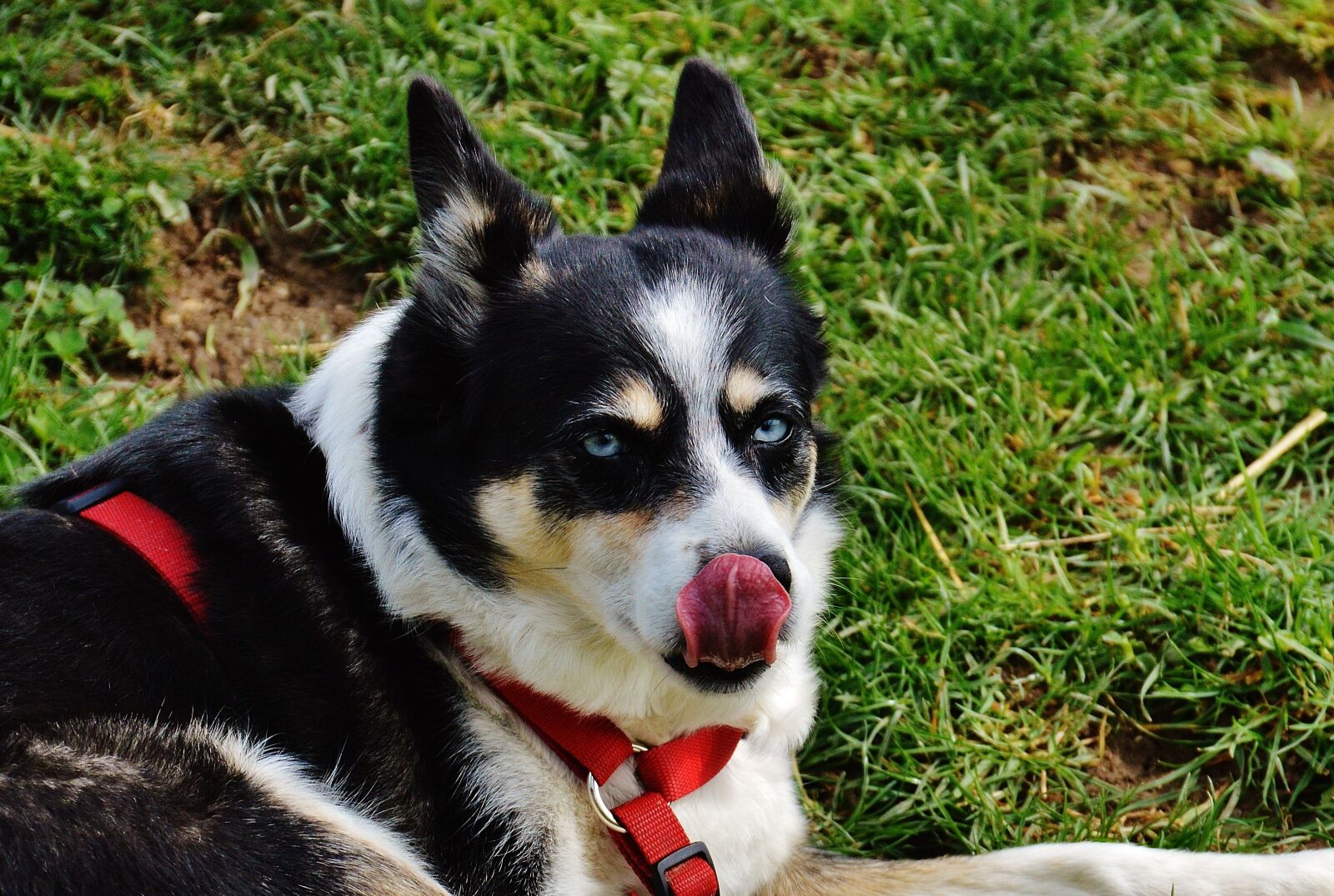Nikon D3200 sample photo. Husky, dog, animal photography