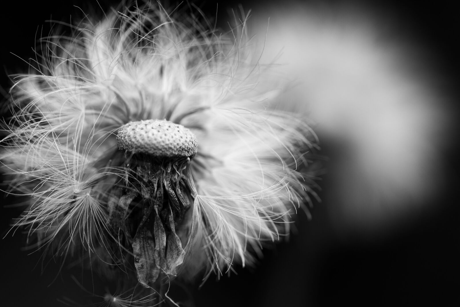 Canon EOS R sample photo. Flower, nature, spring photography