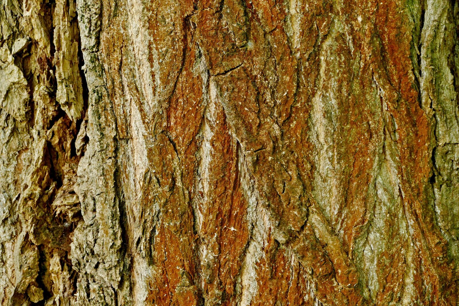 Panasonic Lumix DMC-FZ1000 sample photo. Tree, bark, structure photography