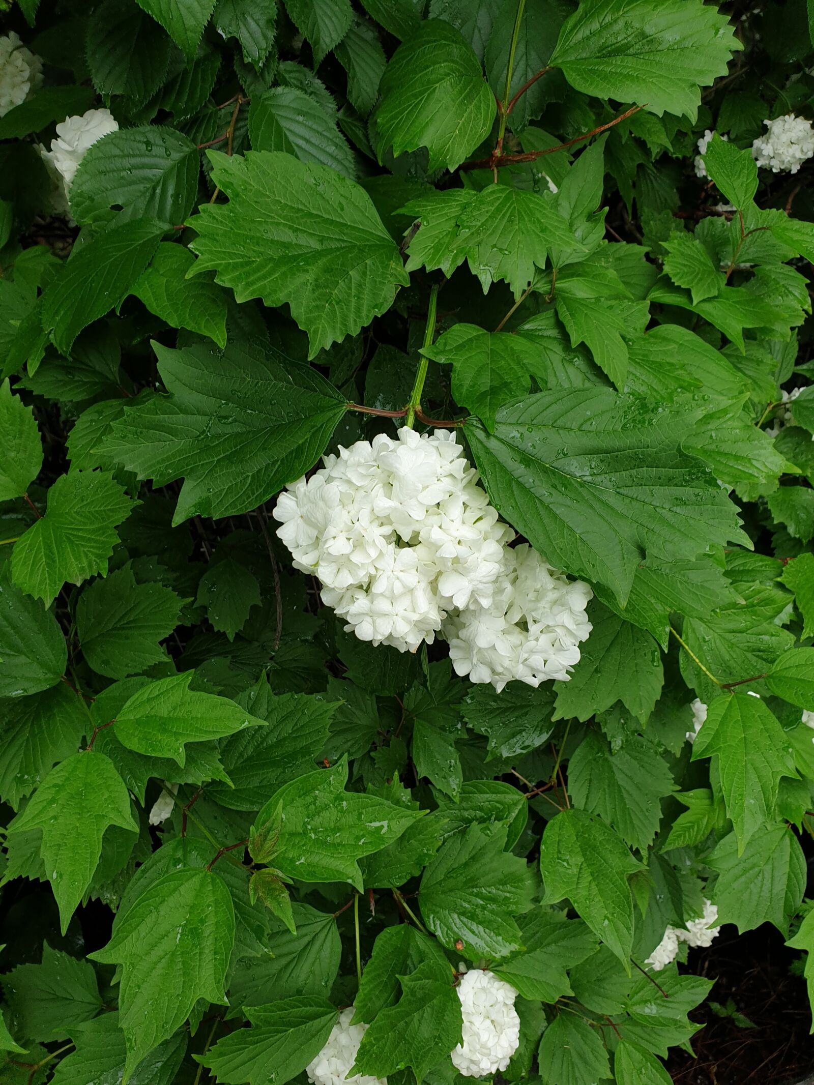 Samsung Galaxy S9 sample photo. Flowers, plants, wood photography