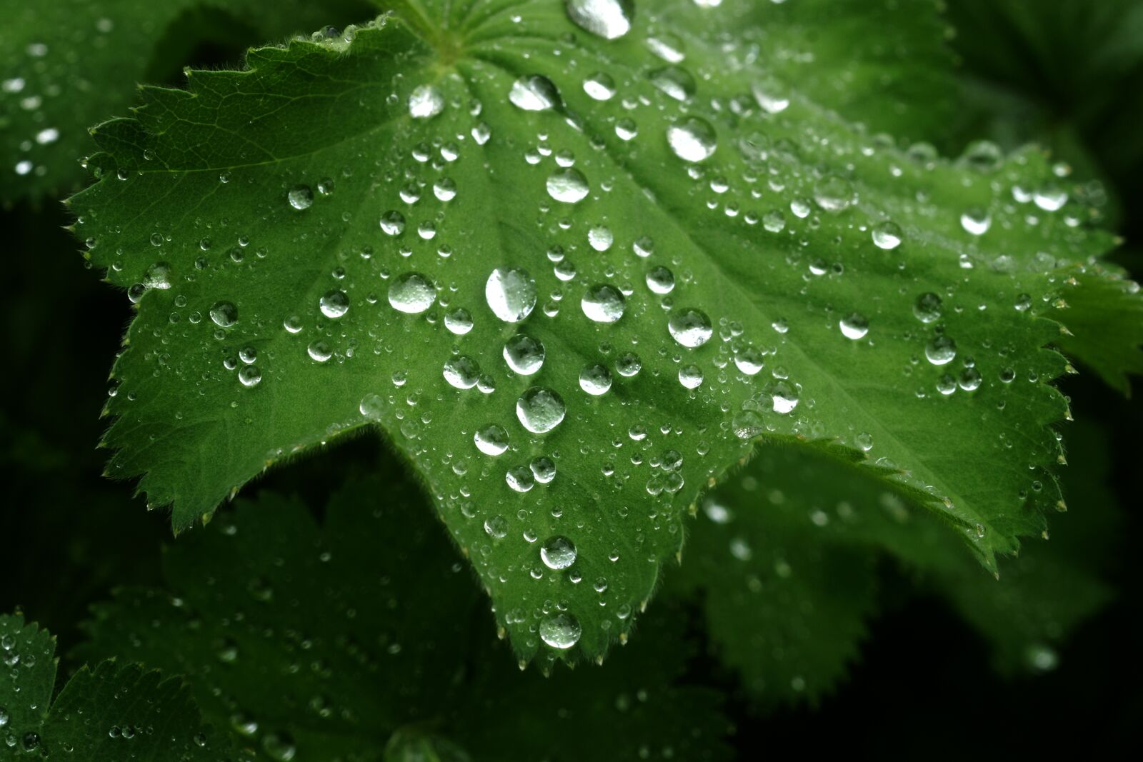 Sony Alpha DSLR-A700 sample photo. Rain, leaf, dew photography