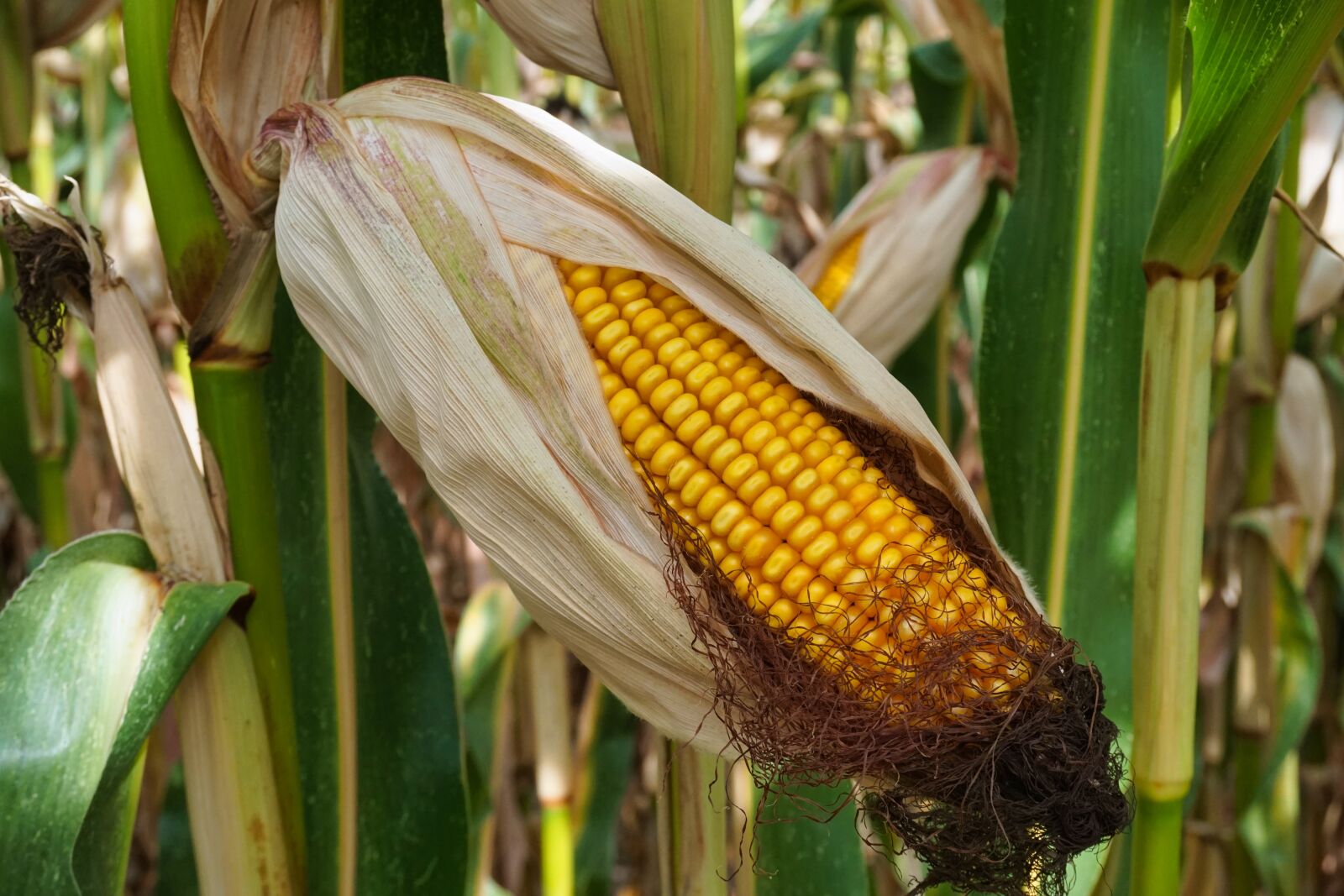 Sony a5100 sample photo. Corn, cornfield, corn on photography
