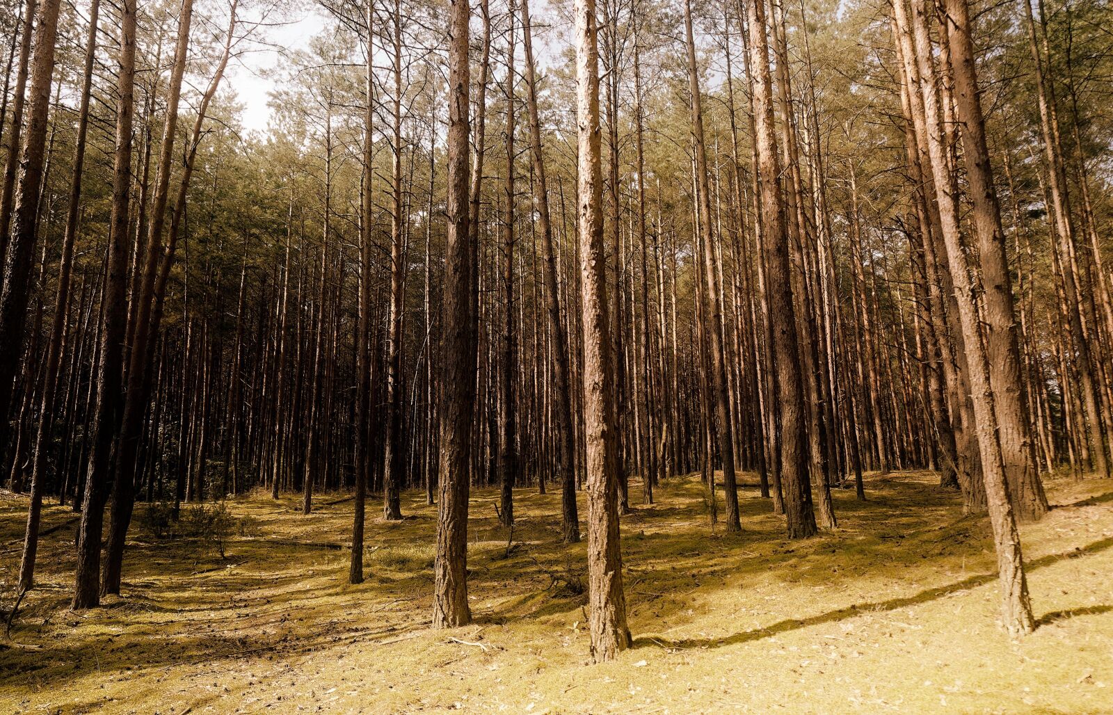 Nikon D5100 sample photo. Landscape, forest, trees photography
