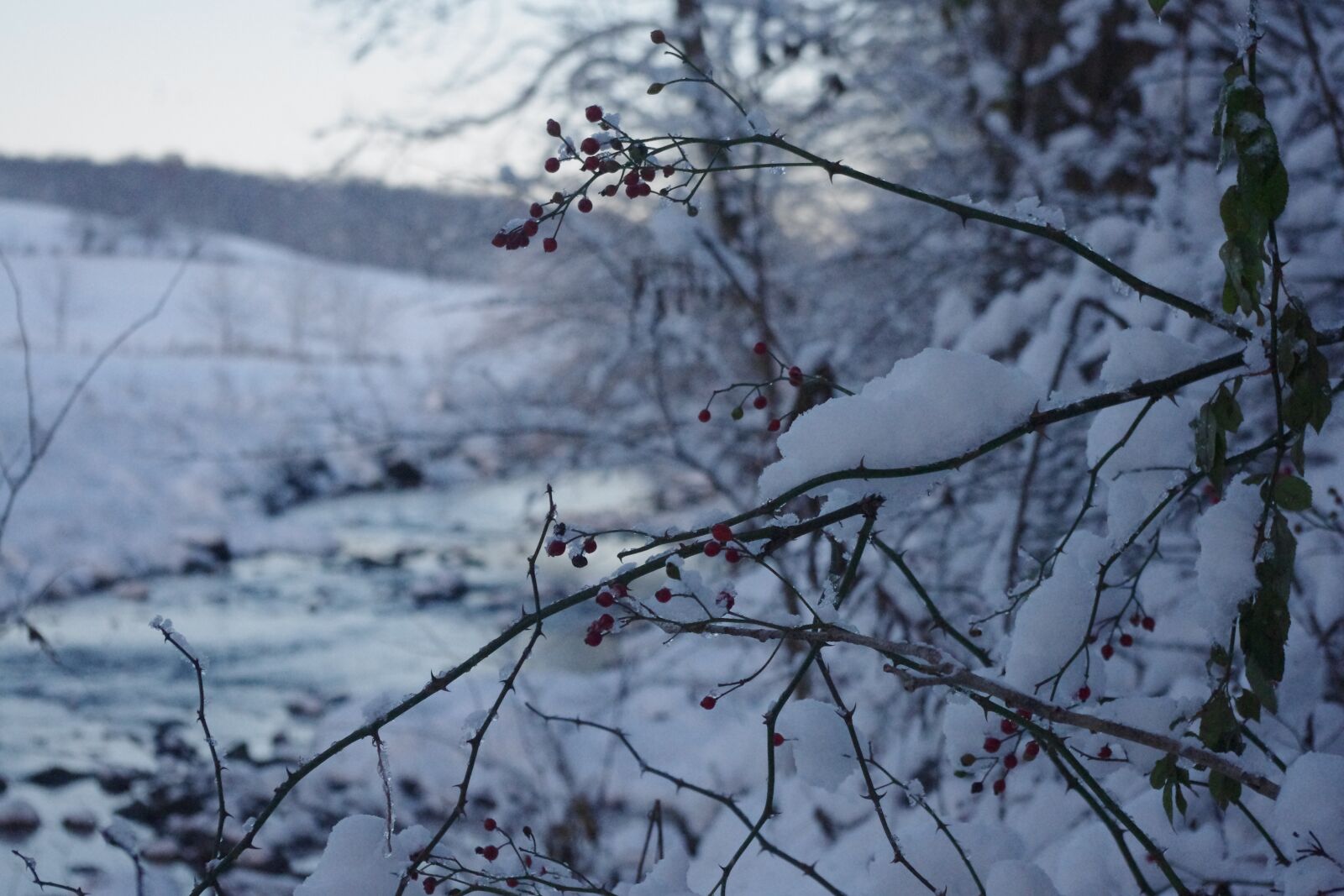 Pentax K-x sample photo. Snow, winter, berries photography
