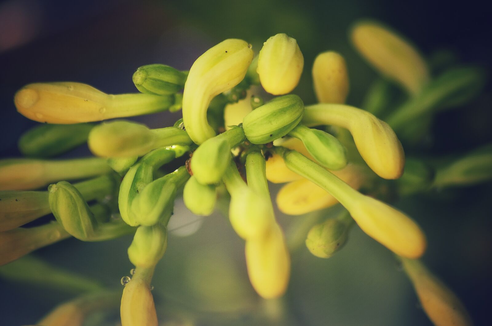 Nikon D5100 sample photo. Papaya flower, food, flower photography