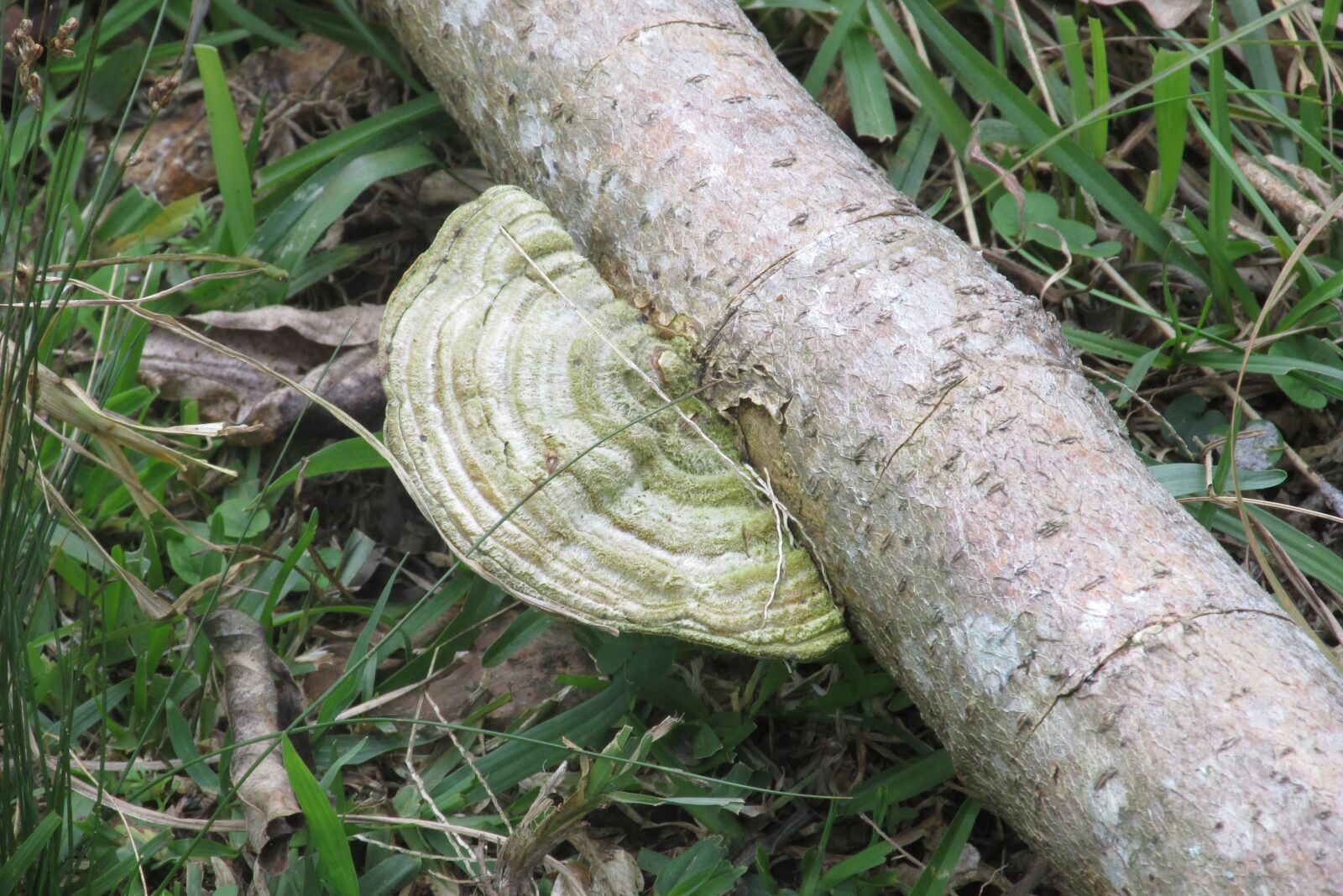 Canon PowerShot SX170 IS sample photo. Fungus, ear nerve, trunk photography