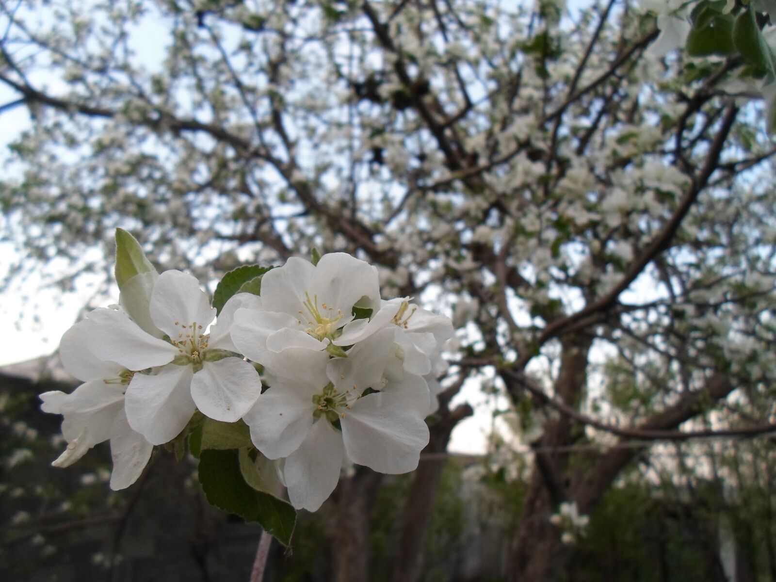 Samsung ST77 / ST79 sample photo. Flowers, apple, garden photography