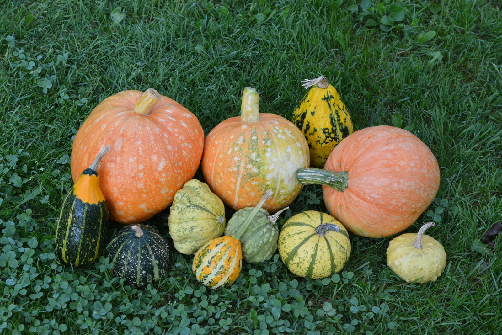 Nikon D5200 sample photo. Pumpkins, pumpkin, the cultivation photography