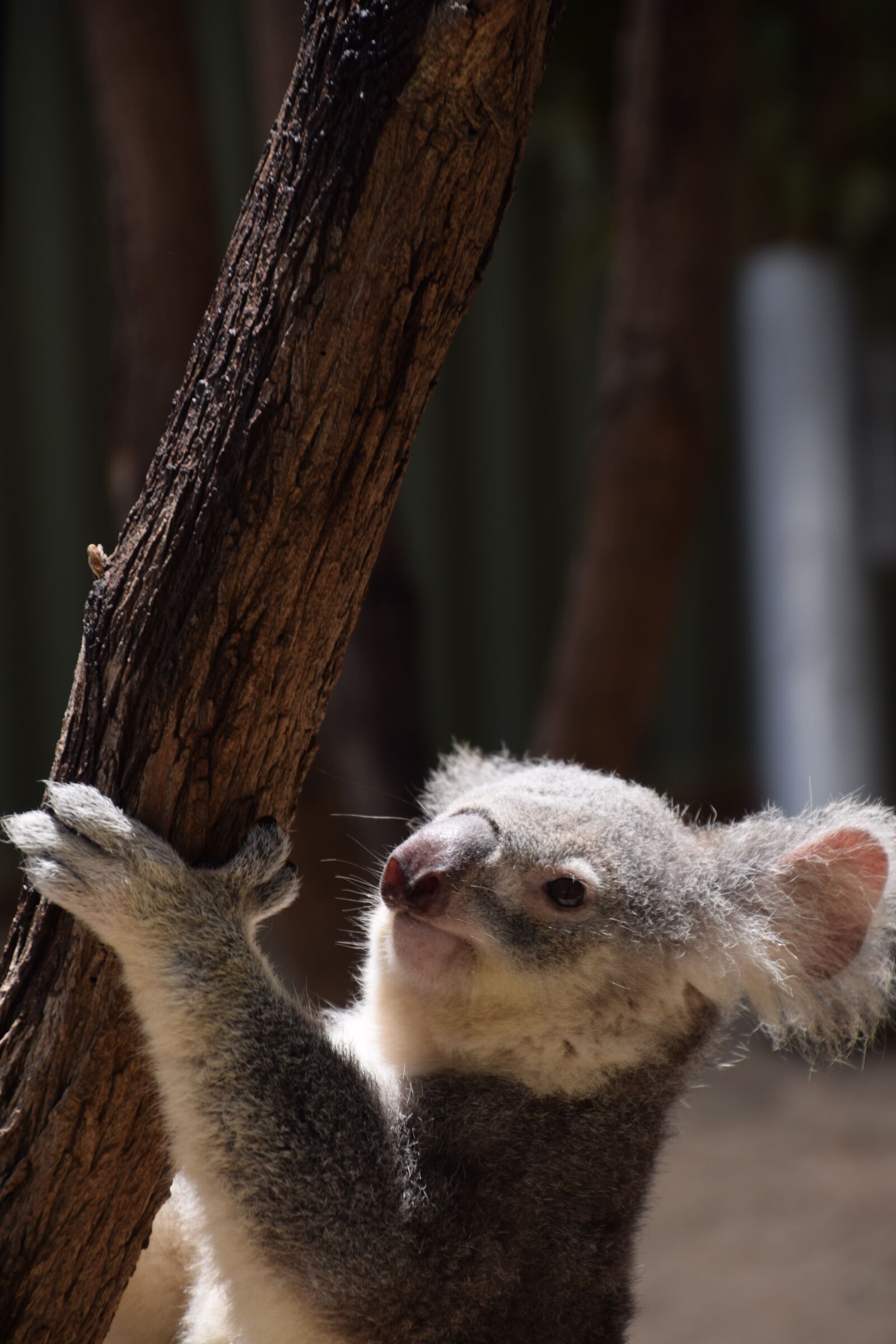 Nikon D5300 sample photo. Koala, climbing, australia photography