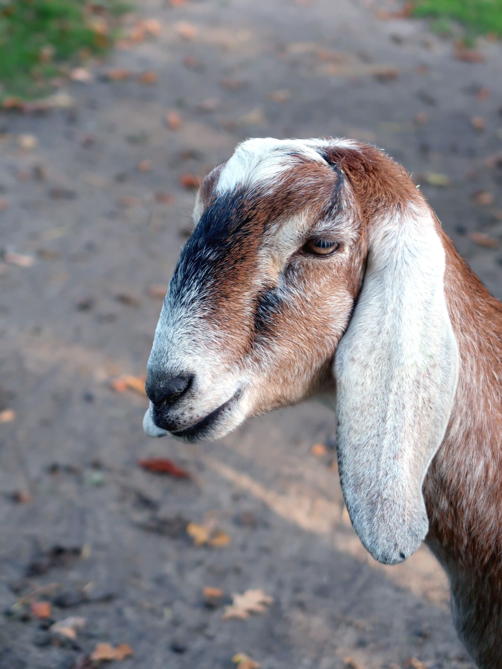 Canon PowerShot G7 X Mark II sample photo. Goat, goats, nubian goat photography