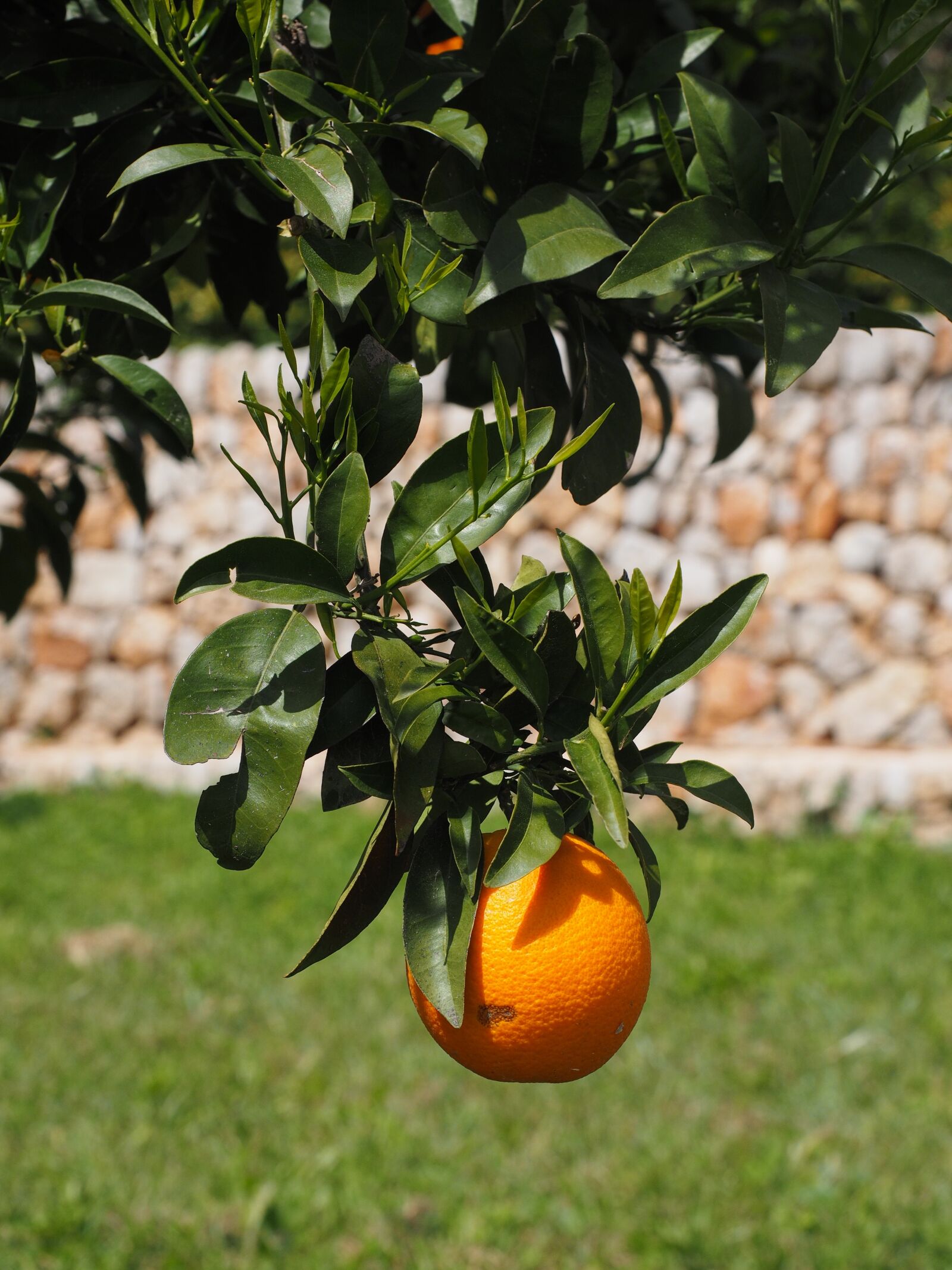 Olympus OM-D E-M1 + Olympus M.Zuiko Digital ED 12-40mm F2.8 Pro sample photo. Orange, fruit, orange tree photography