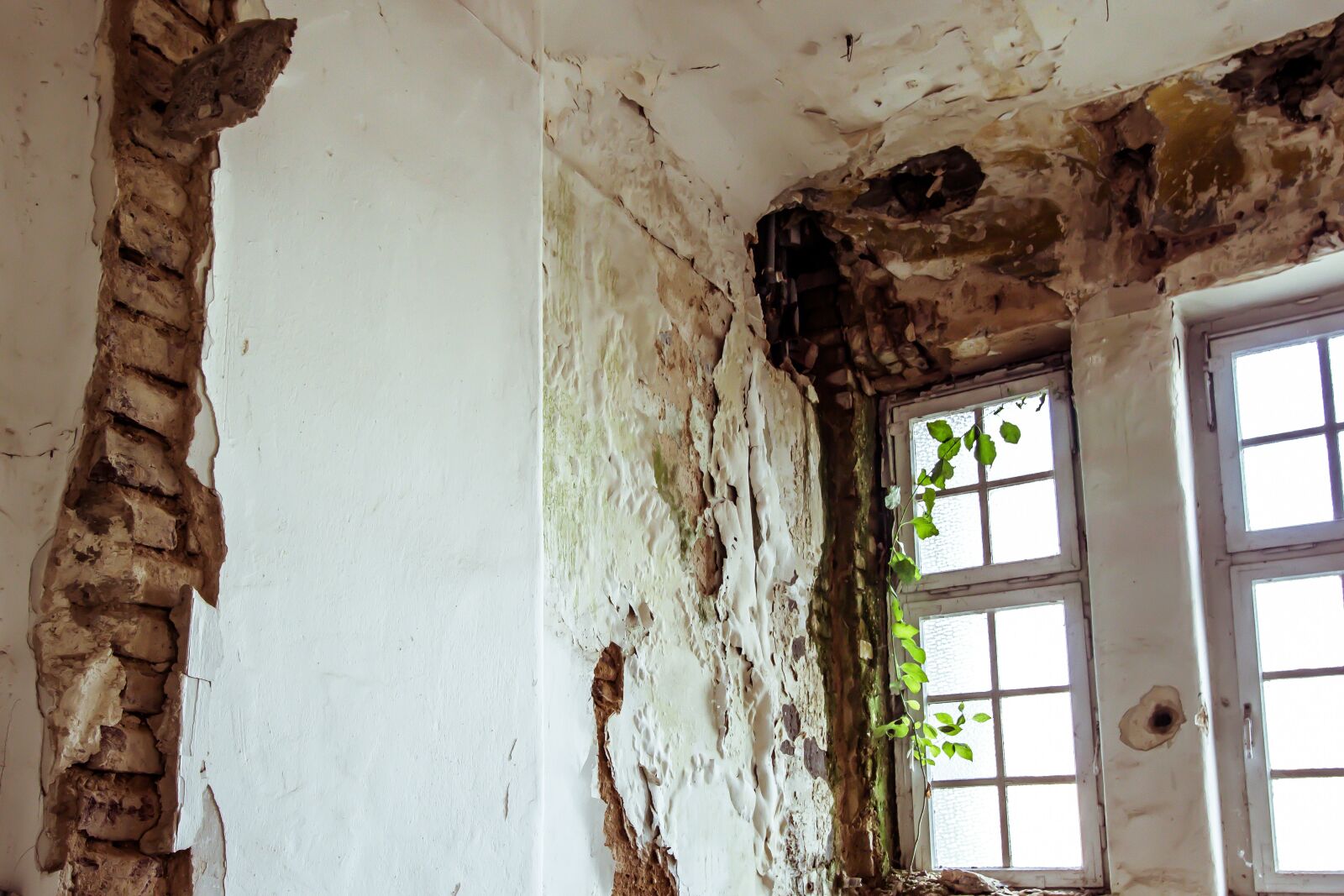 Canon EOS 70D sample photo. Abandoned space, moss, mold photography
