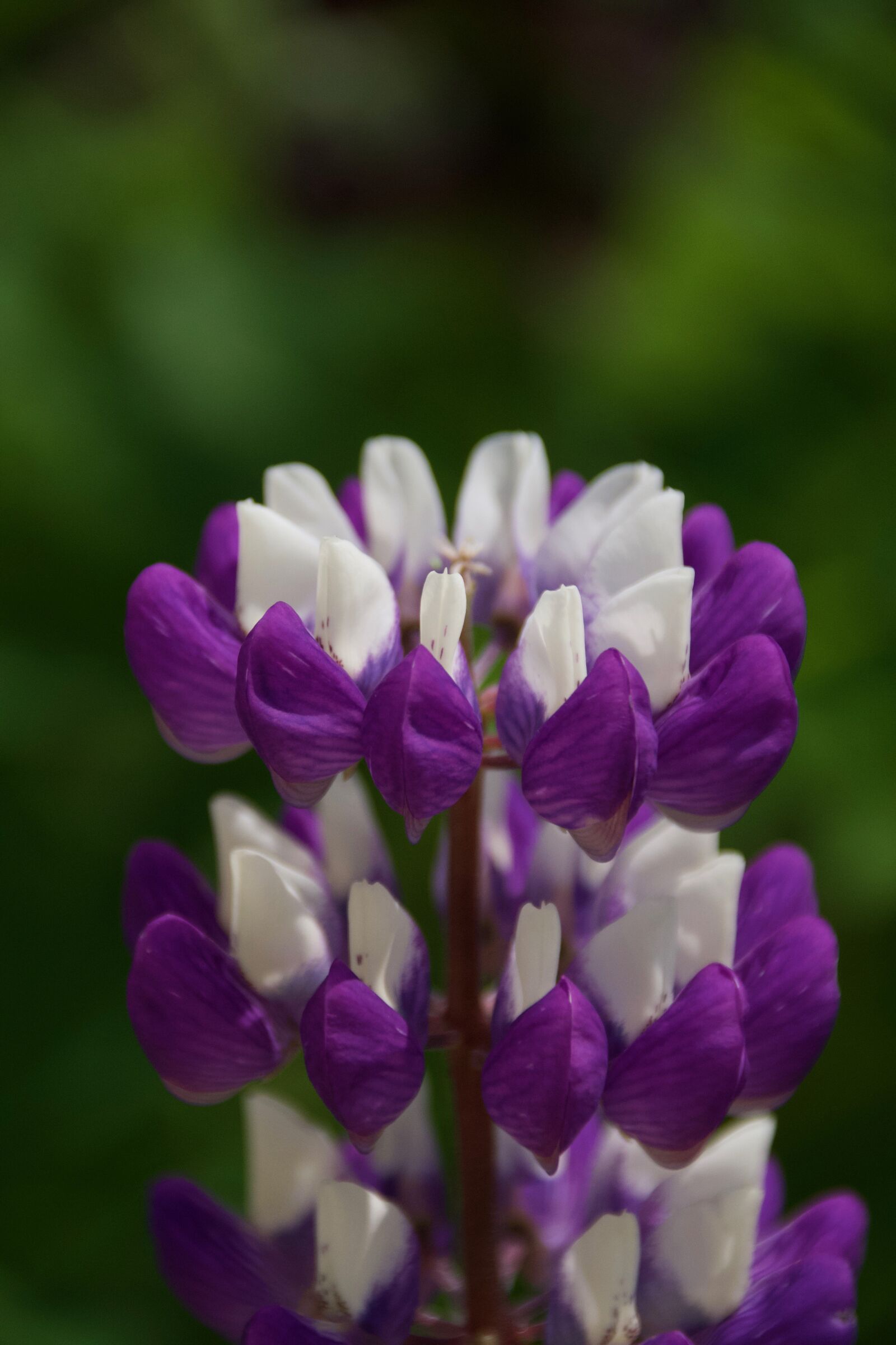 Nikon D7500 sample photo. Lupine, purple flower, close photography
