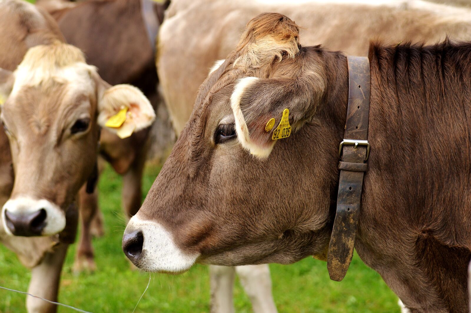 Nikon D3200 sample photo. Cow, allgäu, cows photography