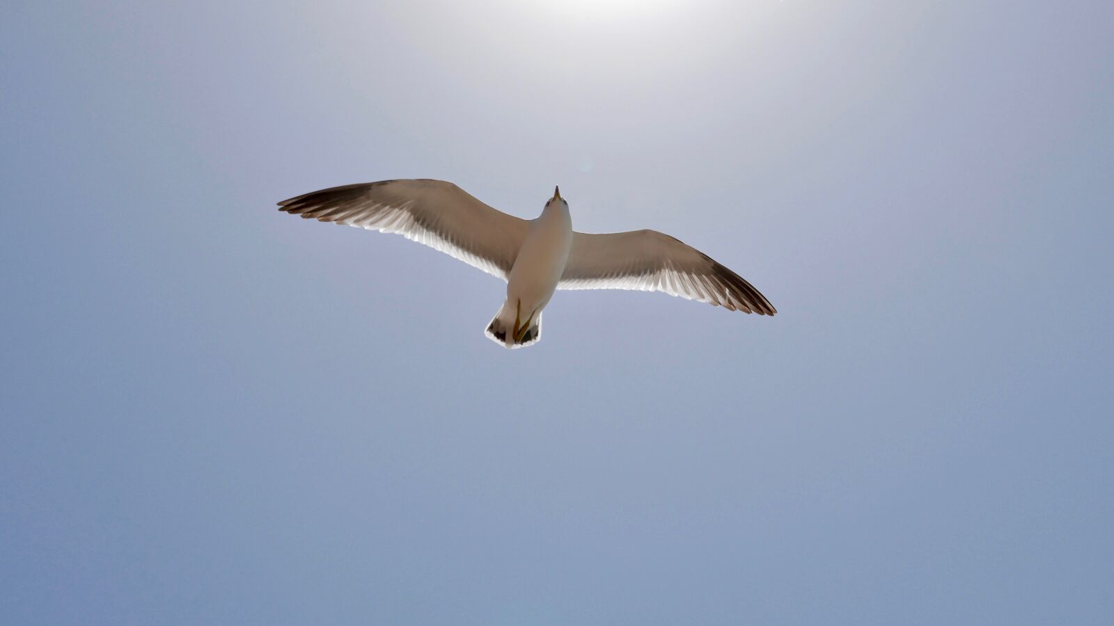 Leica D-Lux (Typ 109) sample photo. Seagull, sea, sky photography
