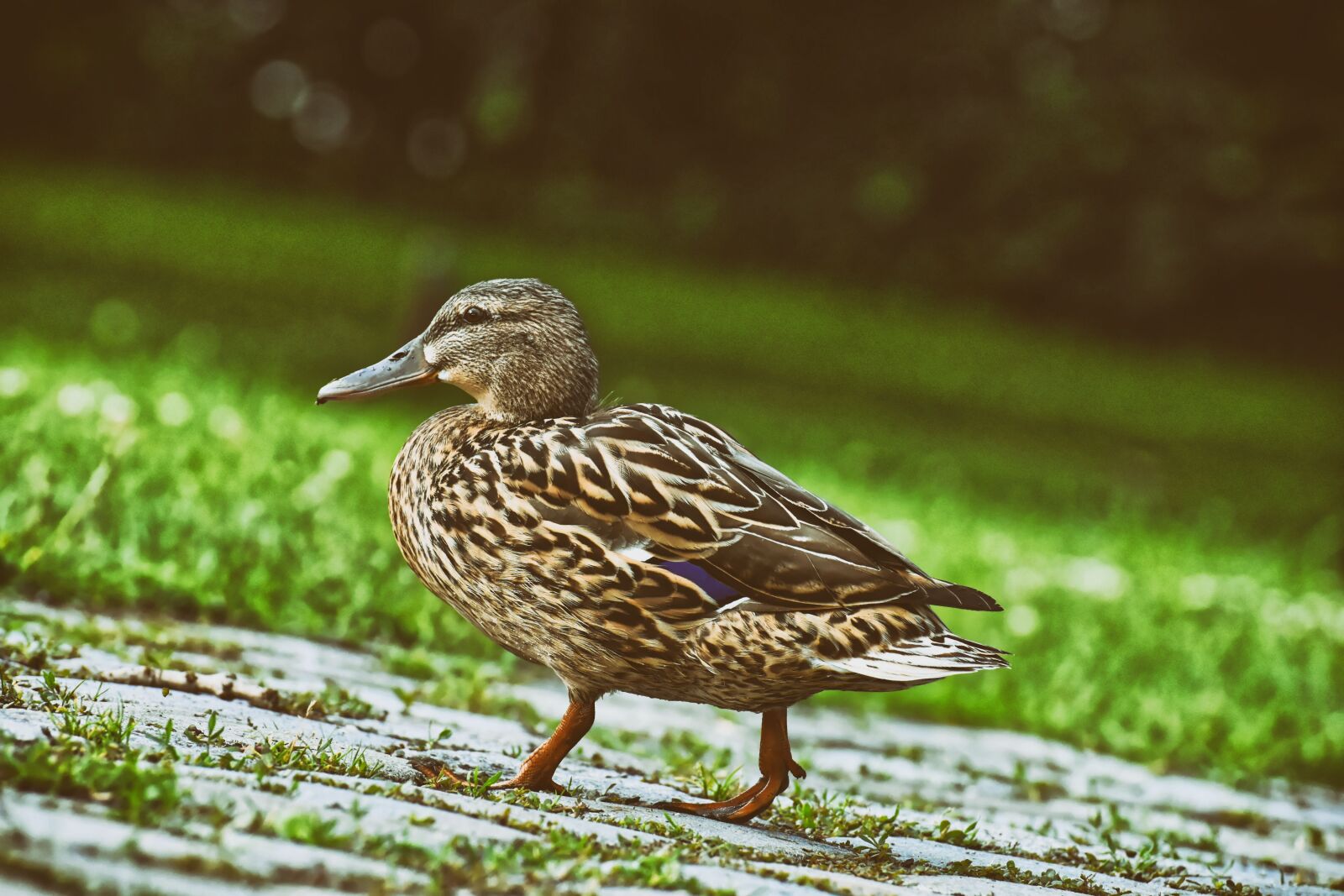 Nikon D7200 sample photo. Mallard, poultry, bird photography