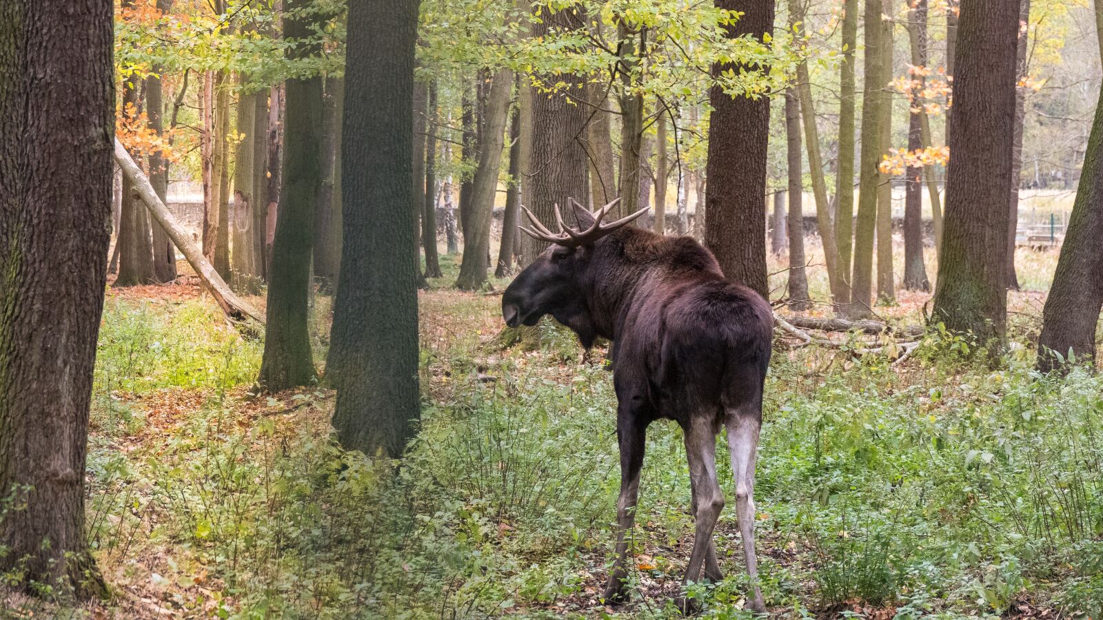 Sony Cyber-shot DSC-RX10 IV sample photo. Elk, forest, autumn photography