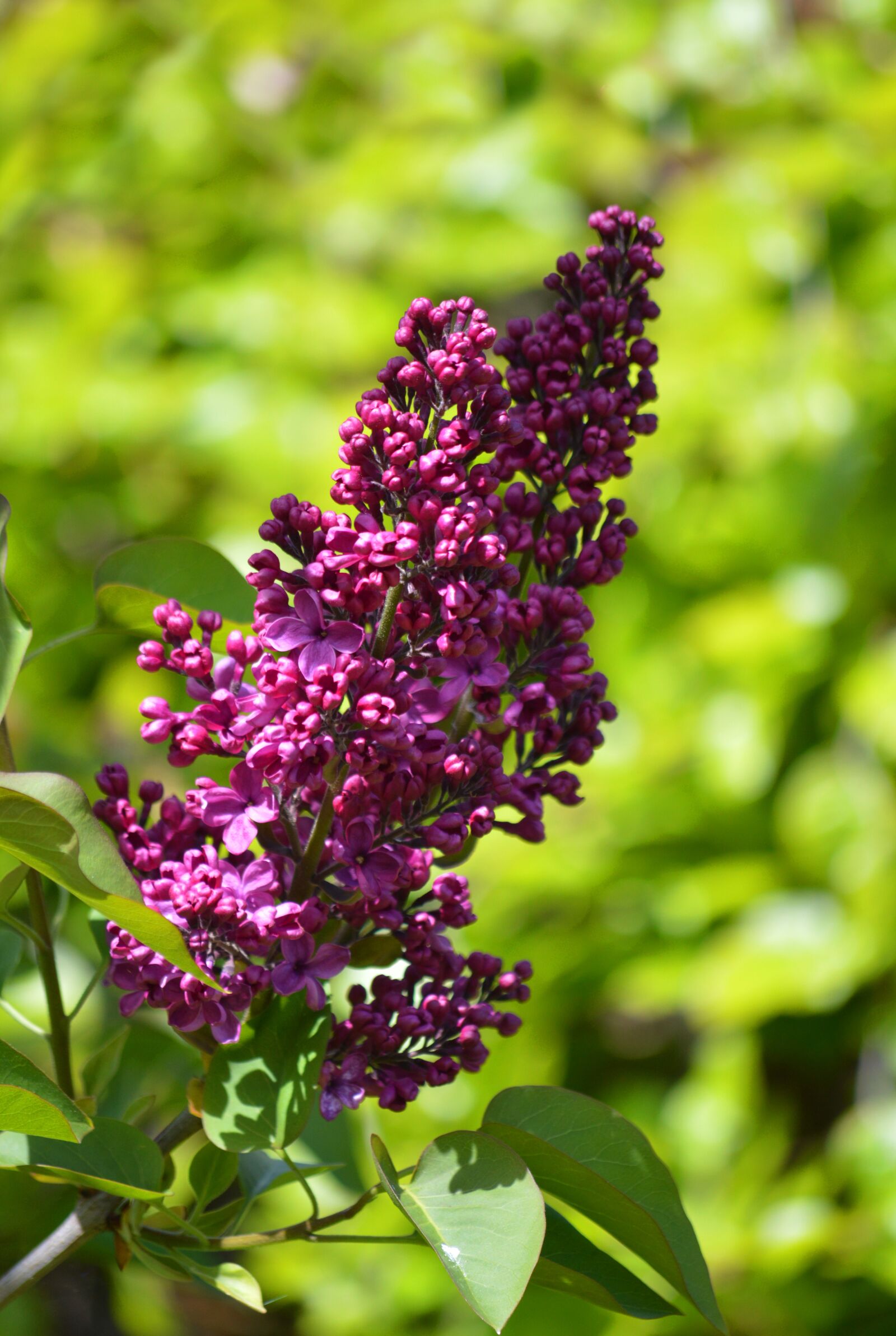 Nikon D3200 sample photo. Lilac, ornamental shrub, flowers photography