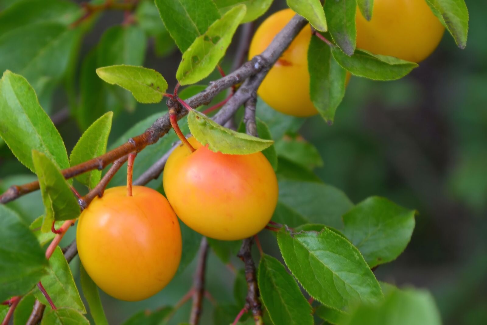 Nikon D5100 sample photo. Yellow plums, fruit, fruits photography