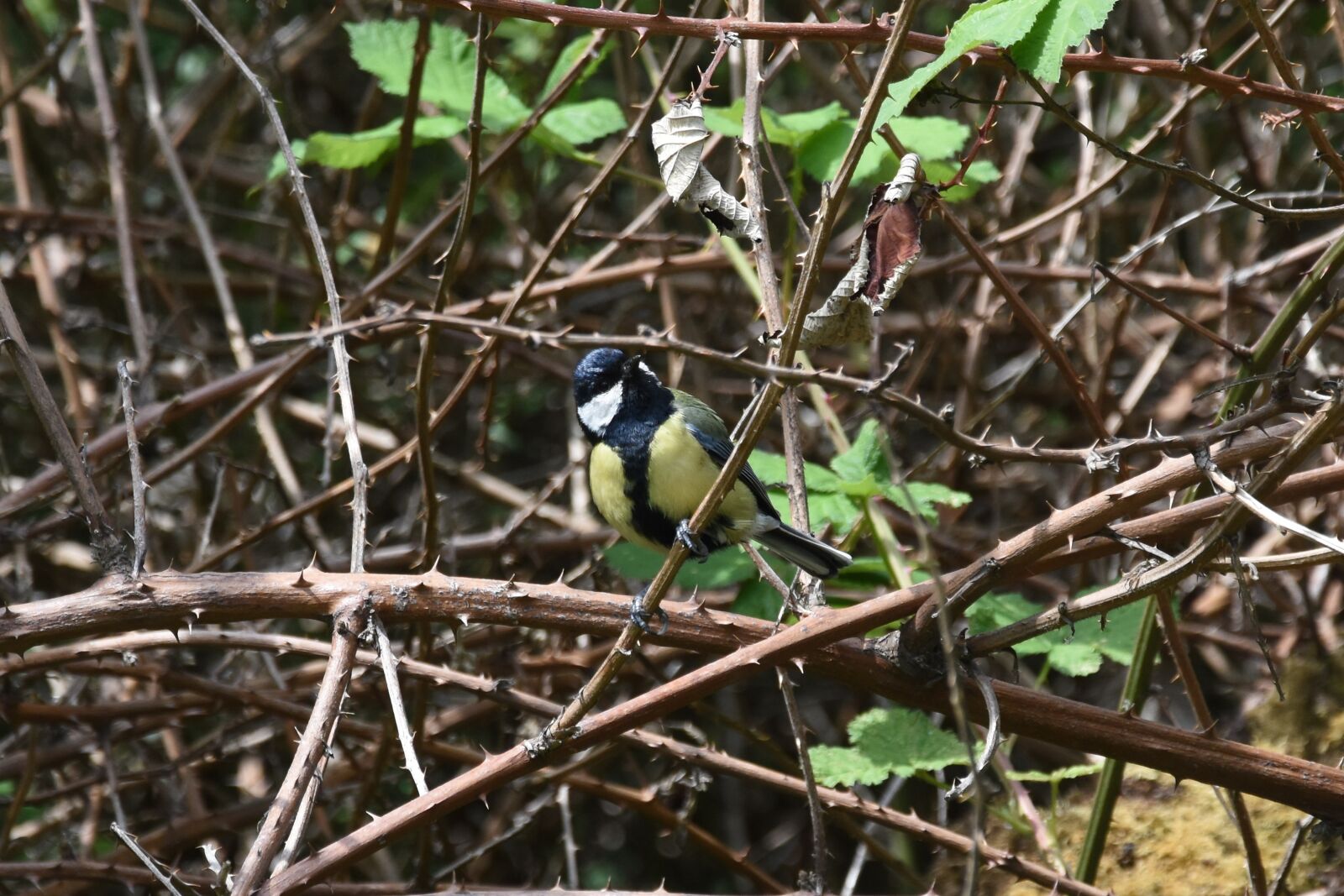 Nikon D7200 sample photo. Great tit, bird, nature photography