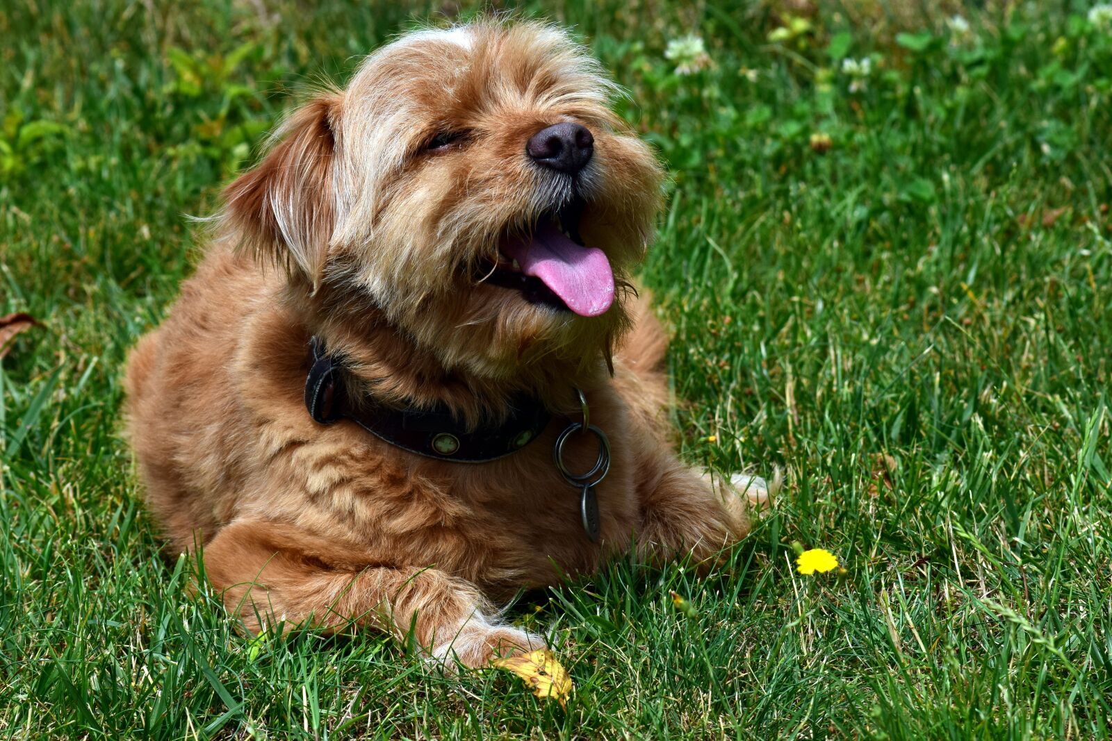 Nikon D3300 sample photo. Dog, terrier, small dog photography