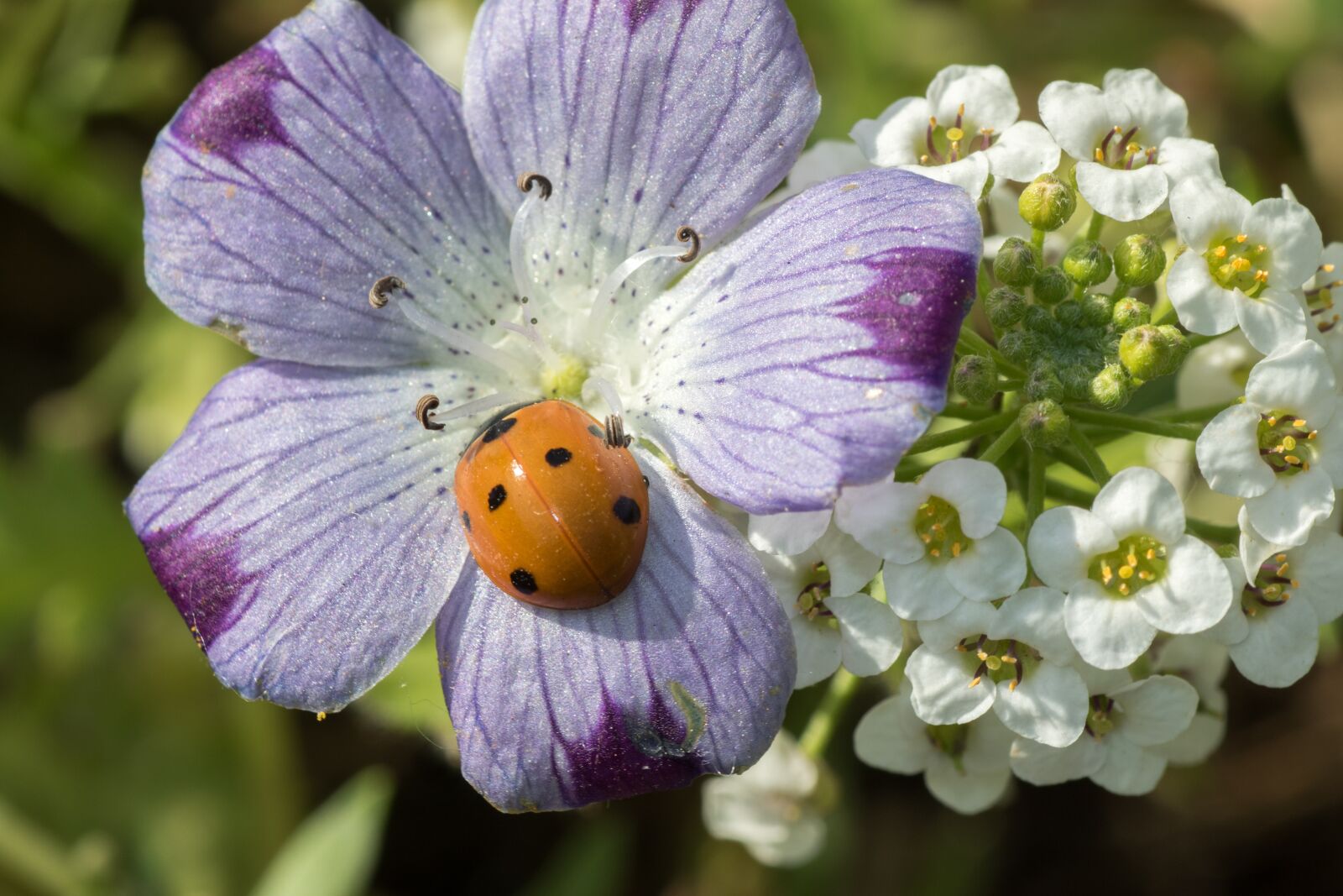 Canon EOS 7D Mark II sample photo. Ladybug, siebenpunkt, red photography