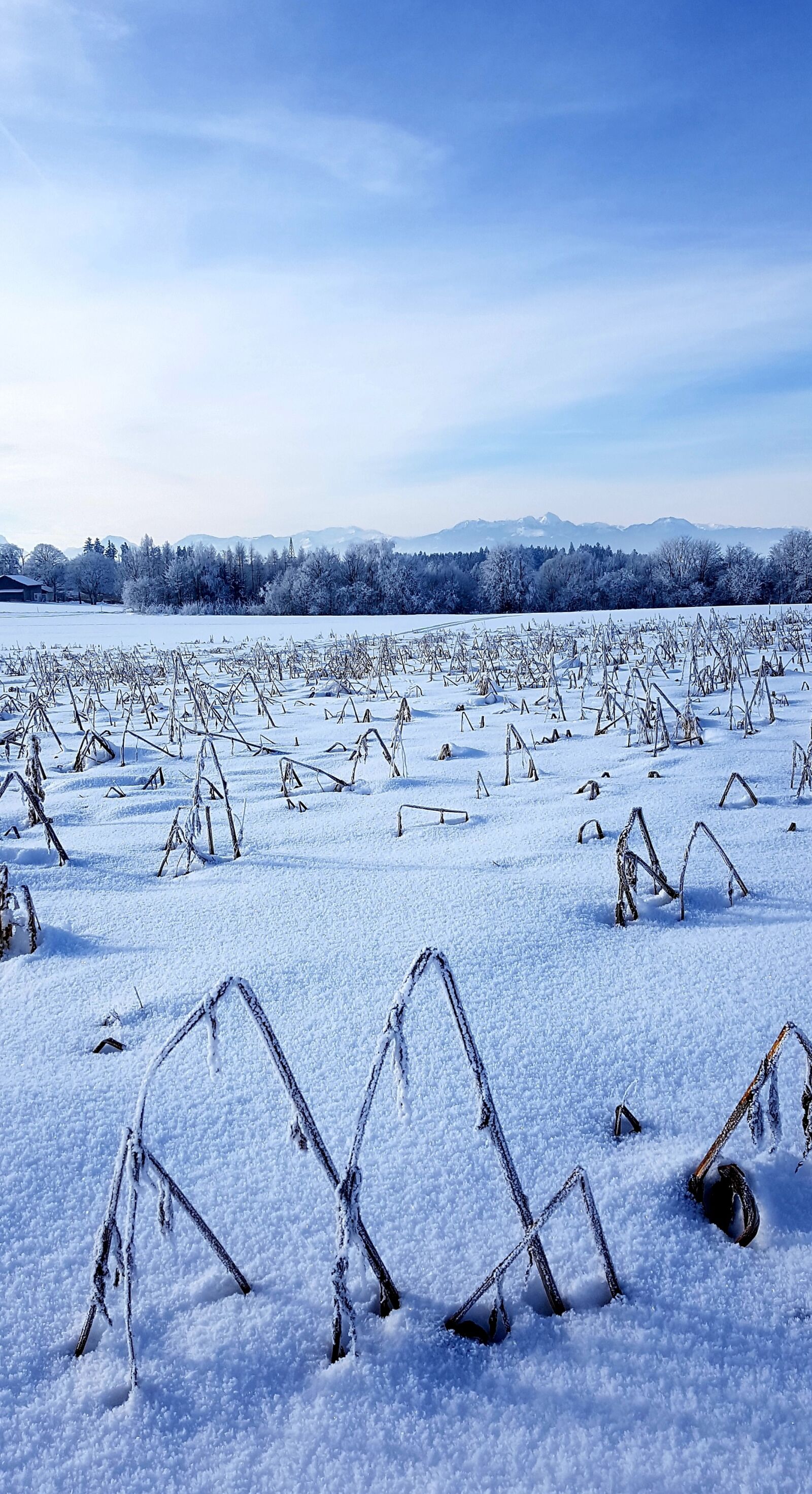 Samsung Galaxy S7 Edge sample photo. Winter, arable, forest photography