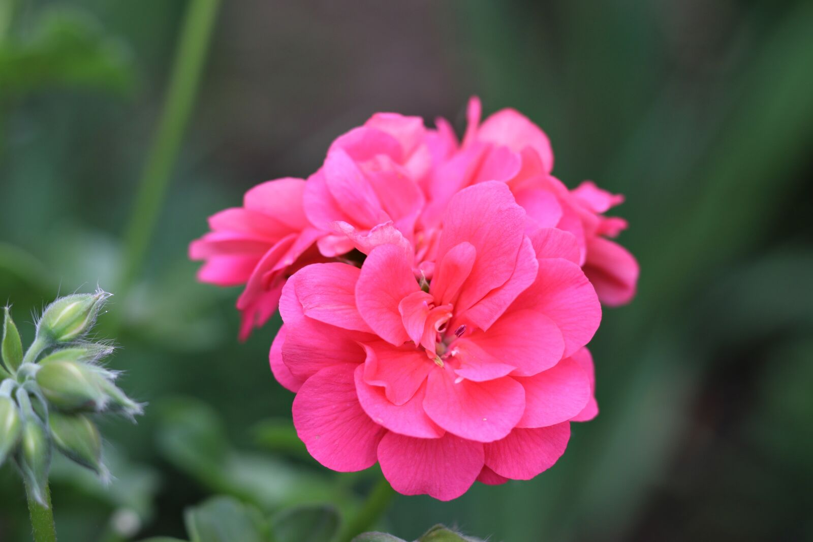 Canon EOS 80D + Canon EF 50mm F1.8 STM sample photo. Geranium, flower, petals photography