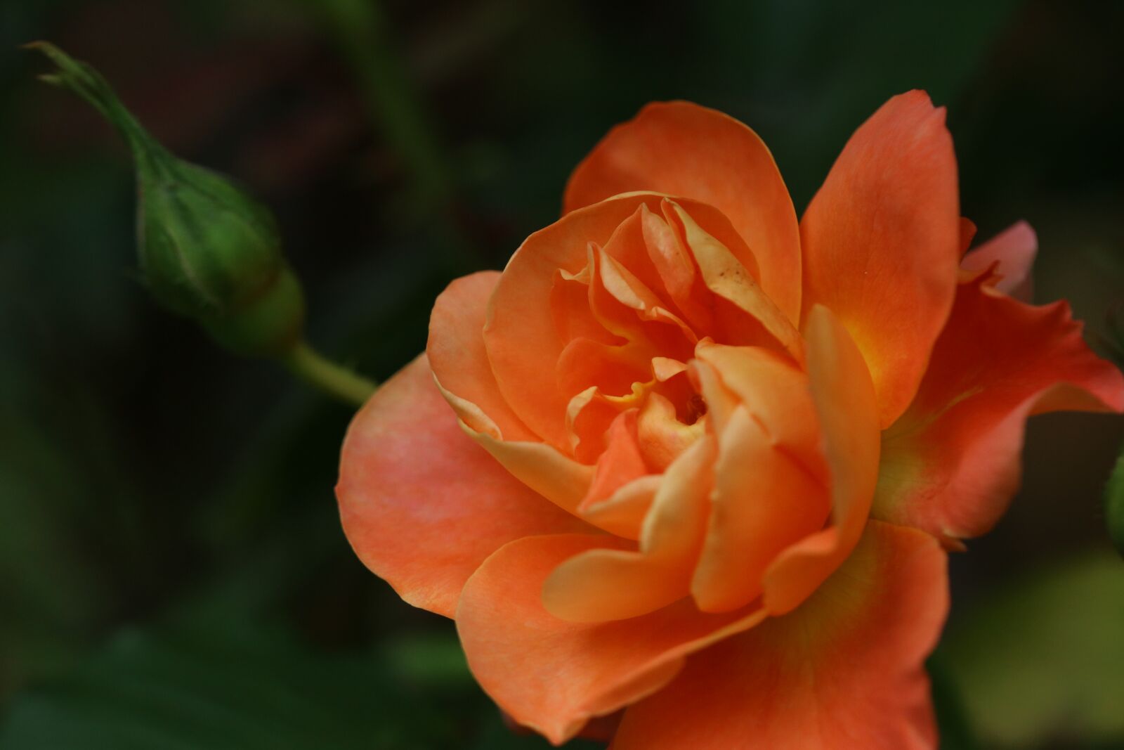 Canon EOS 750D (EOS Rebel T6i / EOS Kiss X8i) sample photo. Rose, plants, flowers photography