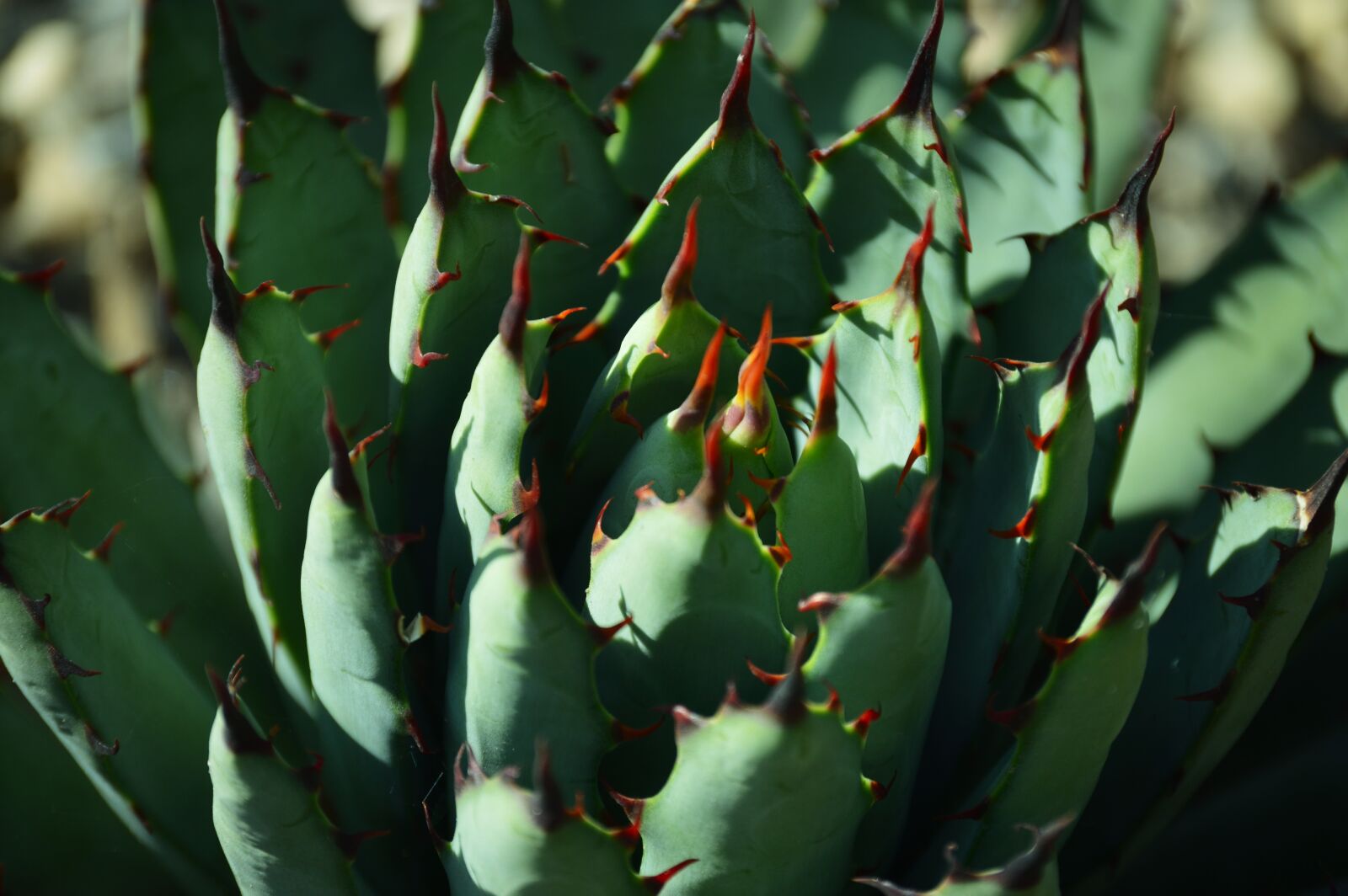 Nikon D3200 sample photo. Park, outdoors, agave photography
