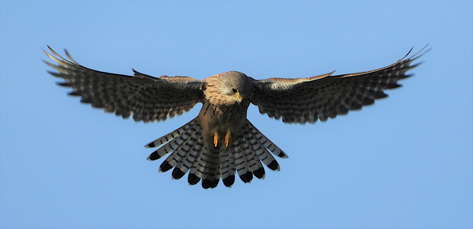 Nikon Coolpix P1000 sample photo. Kestrel, bird, bird of photography