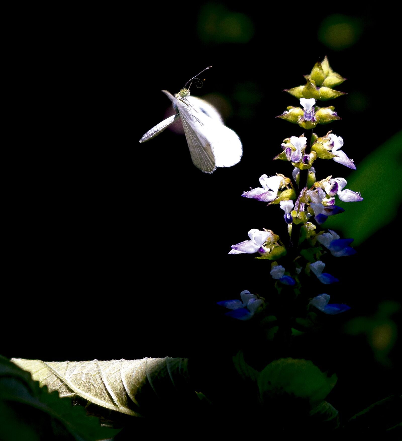 Canon EOS 750D (EOS Rebel T6i / EOS Kiss X8i) sample photo. Butterfly, flower, edelfalter photography