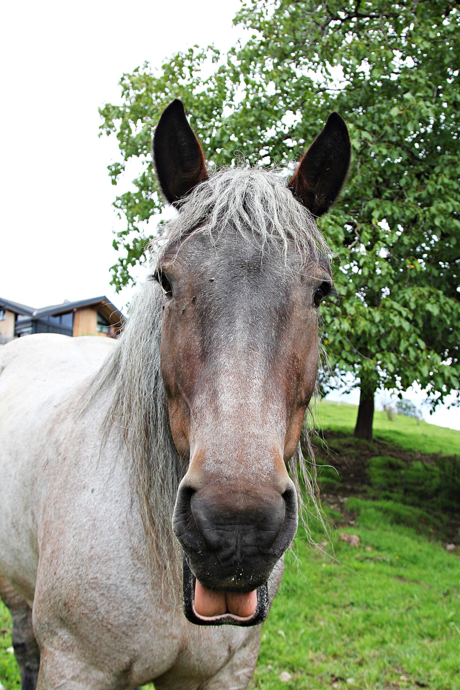 Canon EOS 60D sample photo. Horse, stallion, horses photography