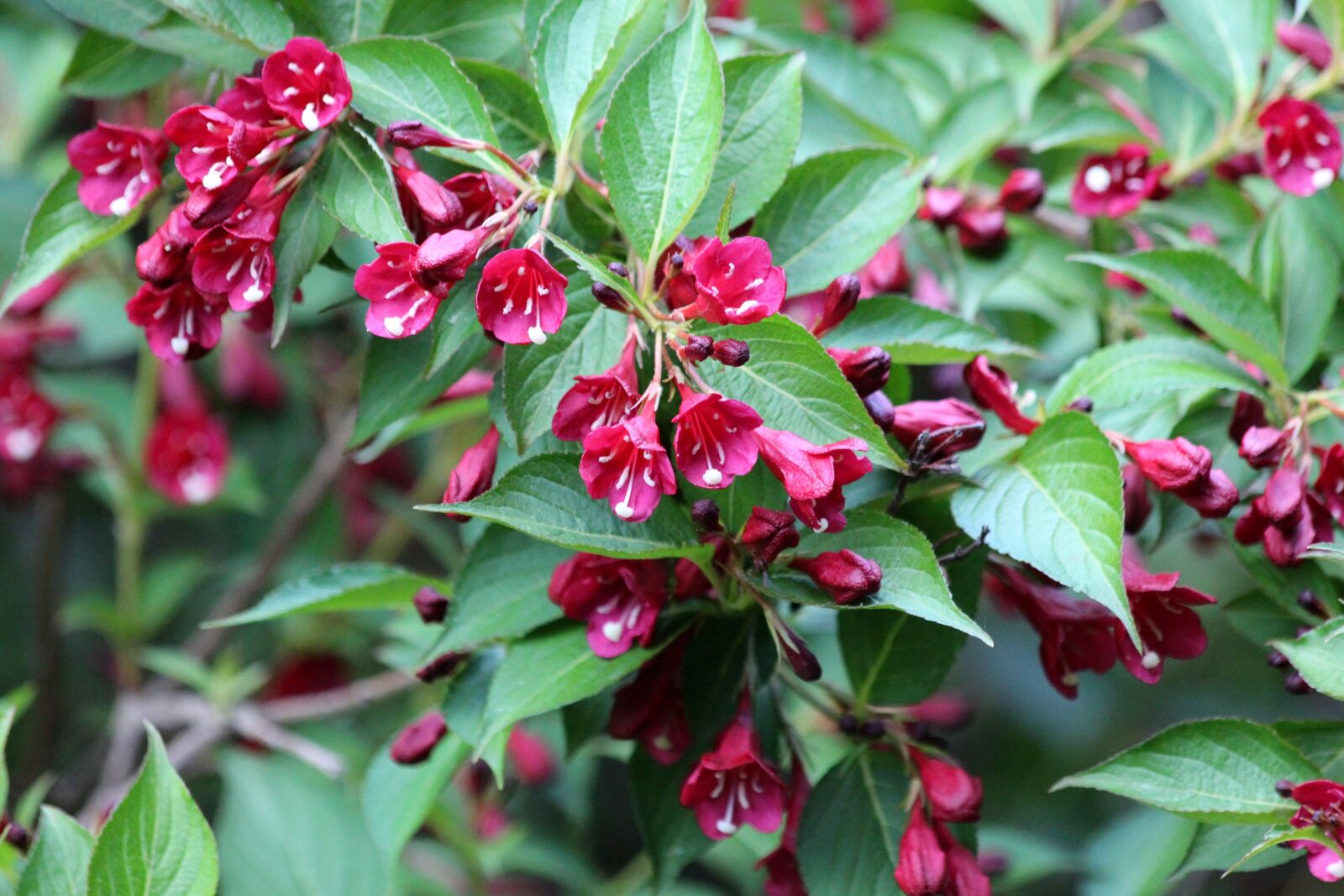 Canon EF 70-300mm F4-5.6 IS USM sample photo. Weigela, shrub, red flowers photography
