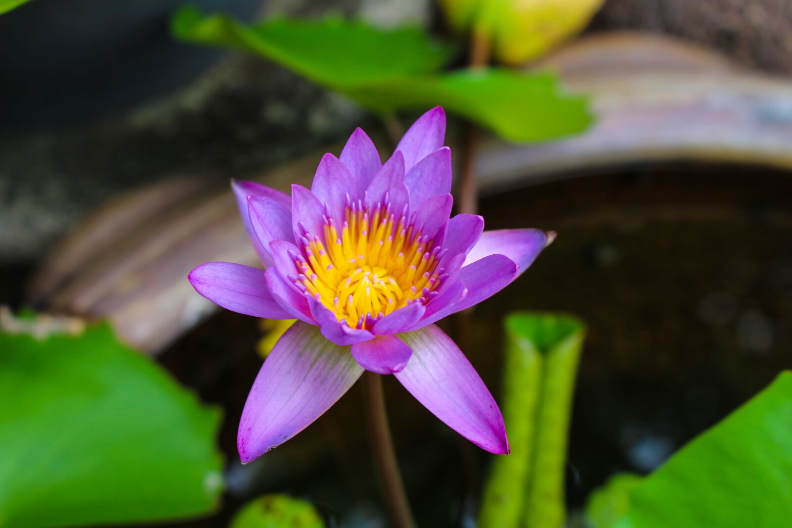 Canon EOS 700D (EOS Rebel T5i / EOS Kiss X7i) sample photo. Water plants, lotus, pond photography