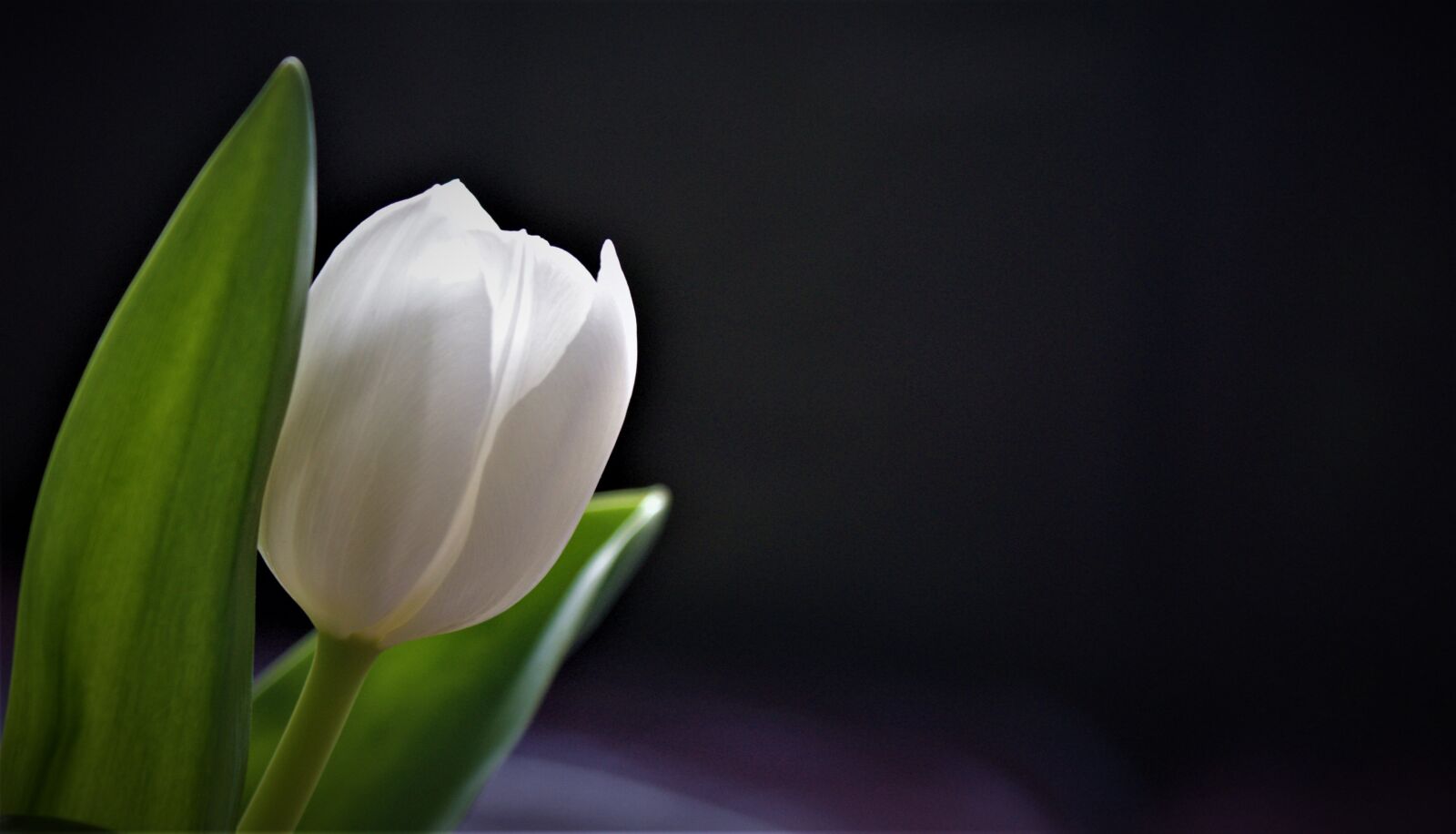 Sony Alpha DSLR-A350 sample photo. White tulip, background, tulips photography