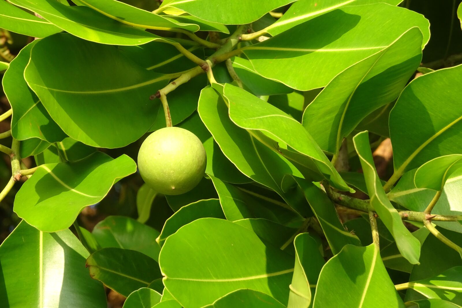 Sony Cyber-shot DSC-HX90V sample photo. Beauty leaf, alexandrian laurel photography