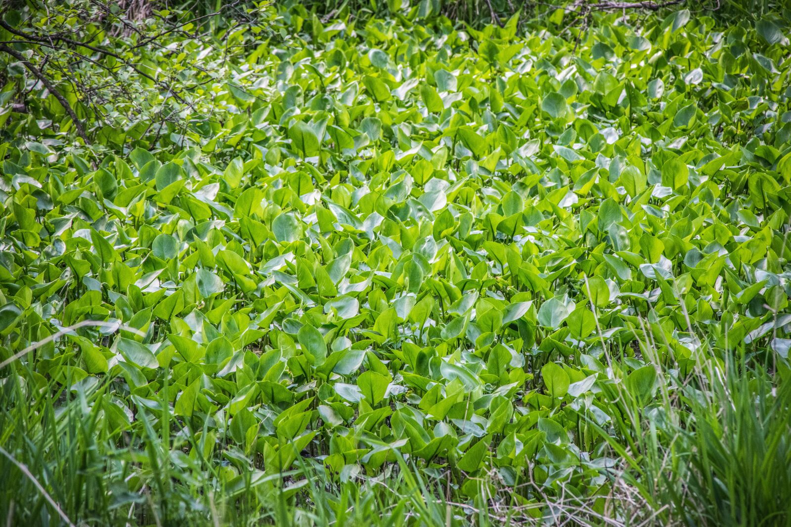 Nikon D5300 sample photo. Pond, green, nature photography