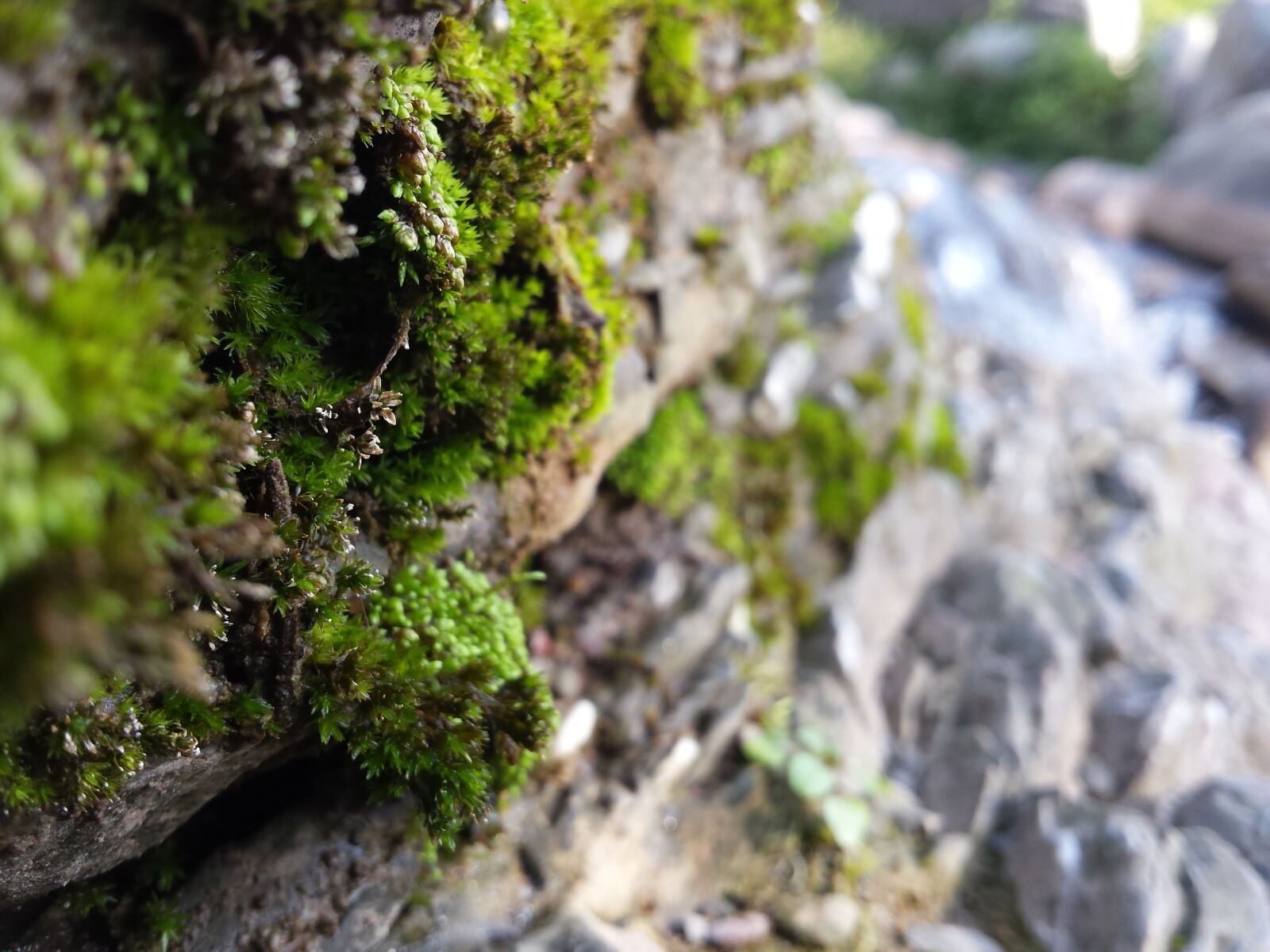 Samsung Galaxy S4 sample photo. Nature, river, water photography