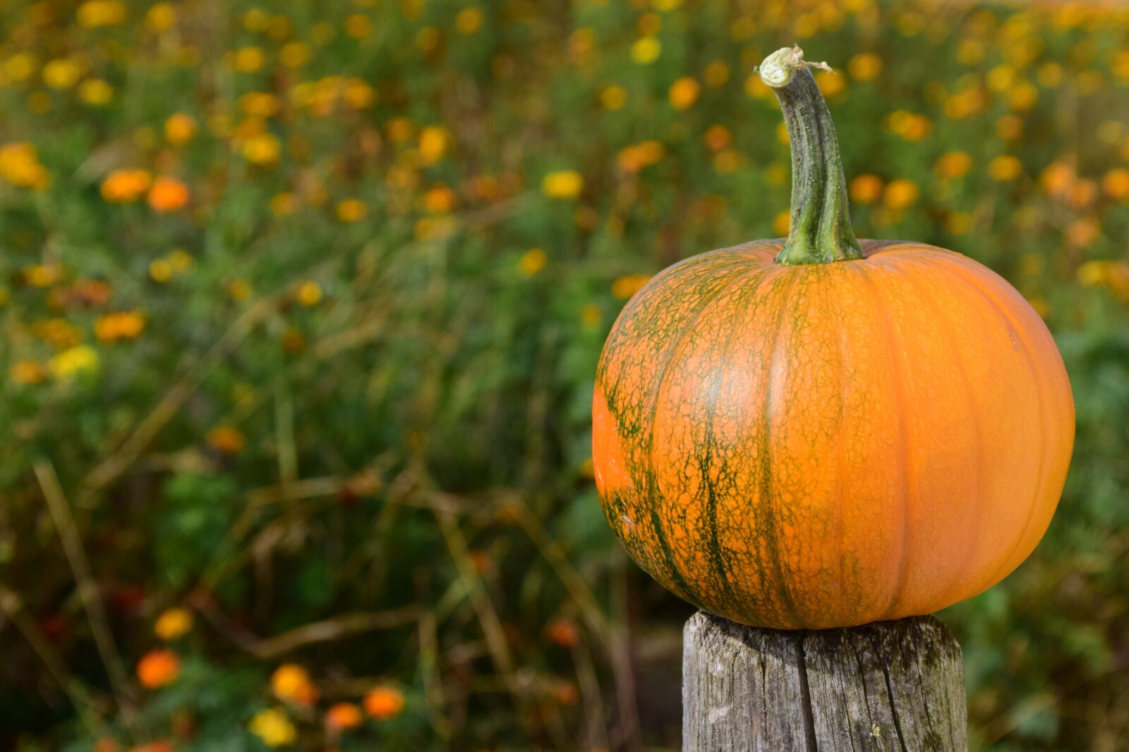 Nikon D3300 sample photo. Pumpkin, field of flowers photography