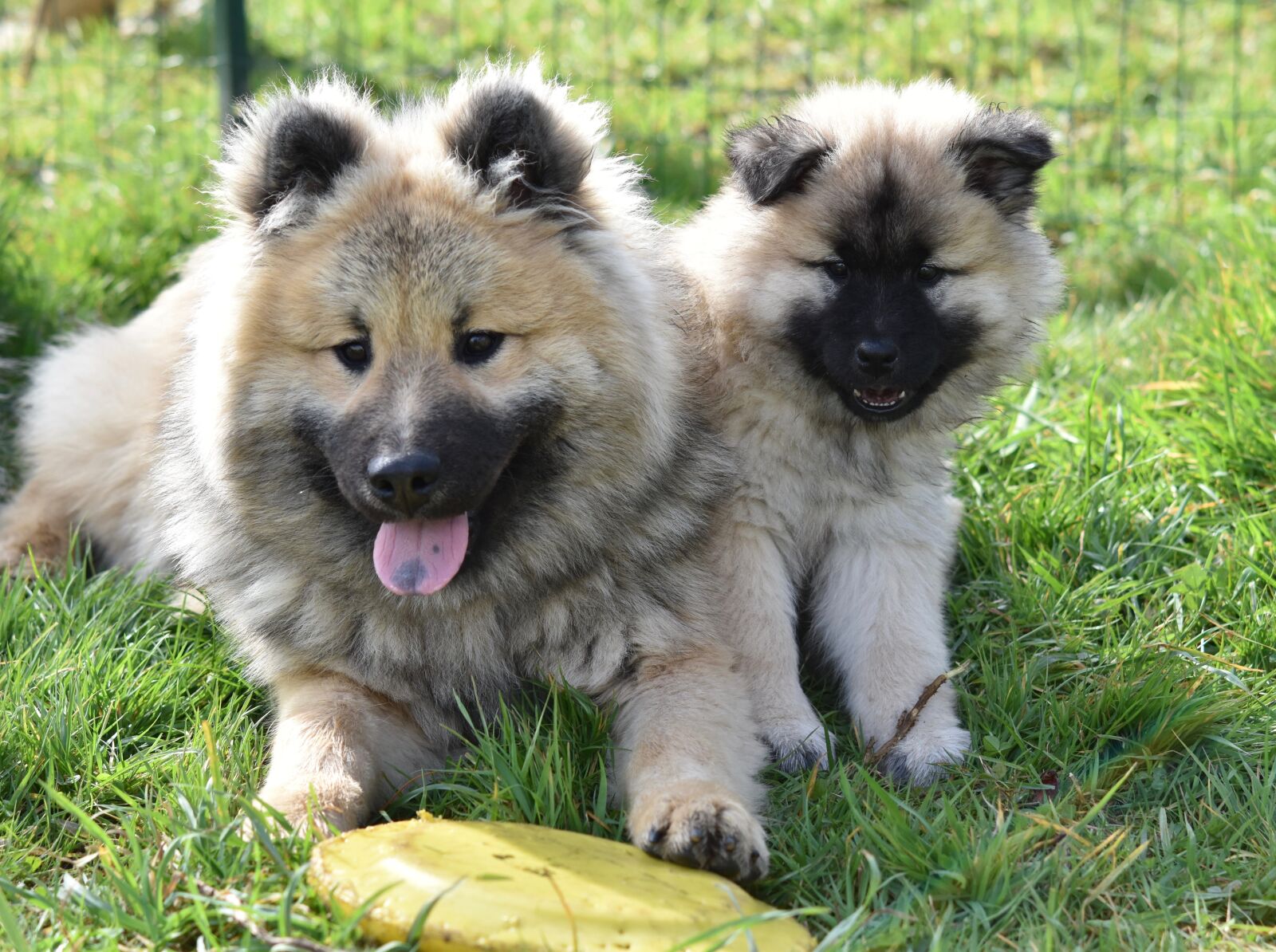 Nikon D5600 sample photo. Dogs, young dogs, dogs photography