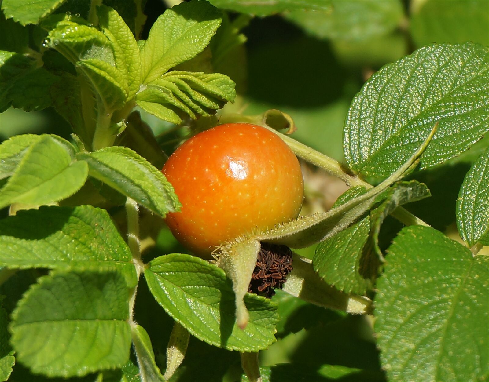 Sony Alpha NEX-5T sample photo. Rose hip, seeds, rose photography
