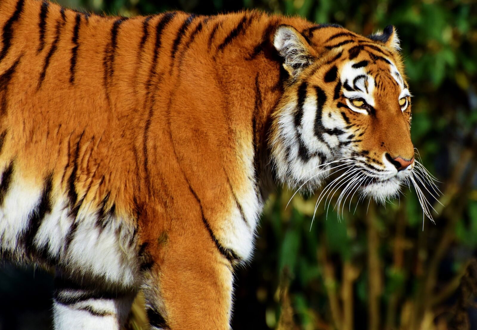 Nikon D7200 sample photo. Tiger, big cat, predator photography