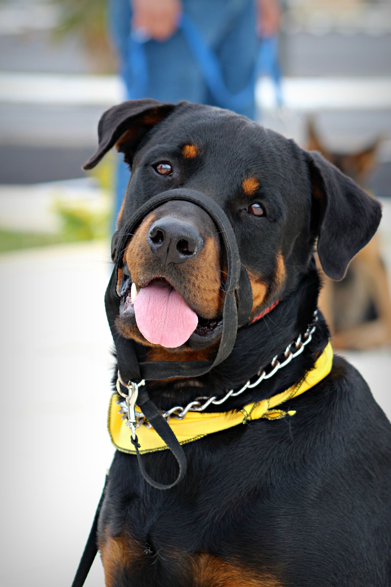 Canon EOS 1300D (EOS Rebel T6 / EOS Kiss X80) + Canon EF75-300mm f/4-5.6 sample photo. Funny face, rottweiler, dog photography